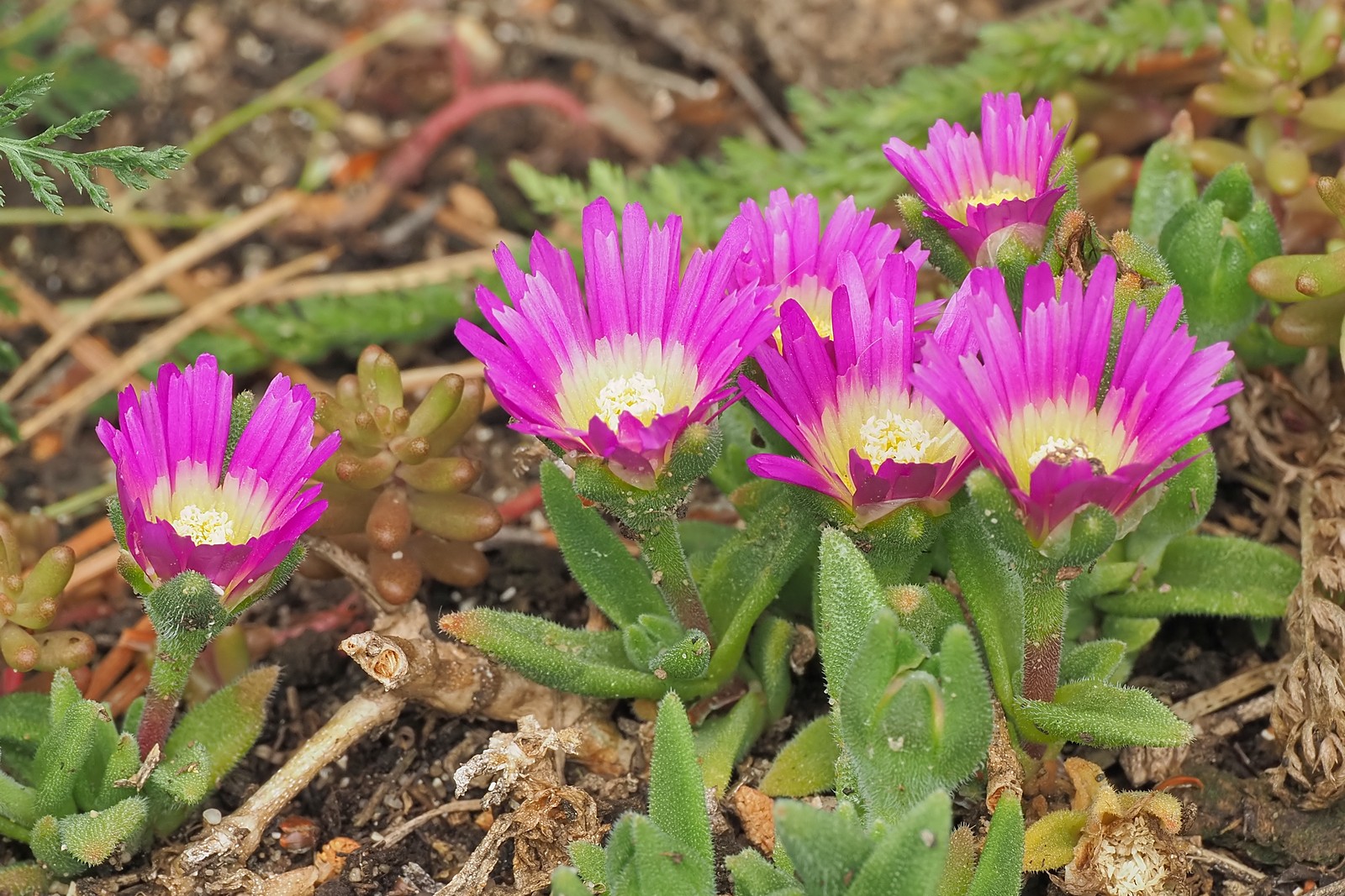 Nazwa:  słonecznice243421mf.jpg
Wyświetleń: 106
Rozmiar:  477,8 KB