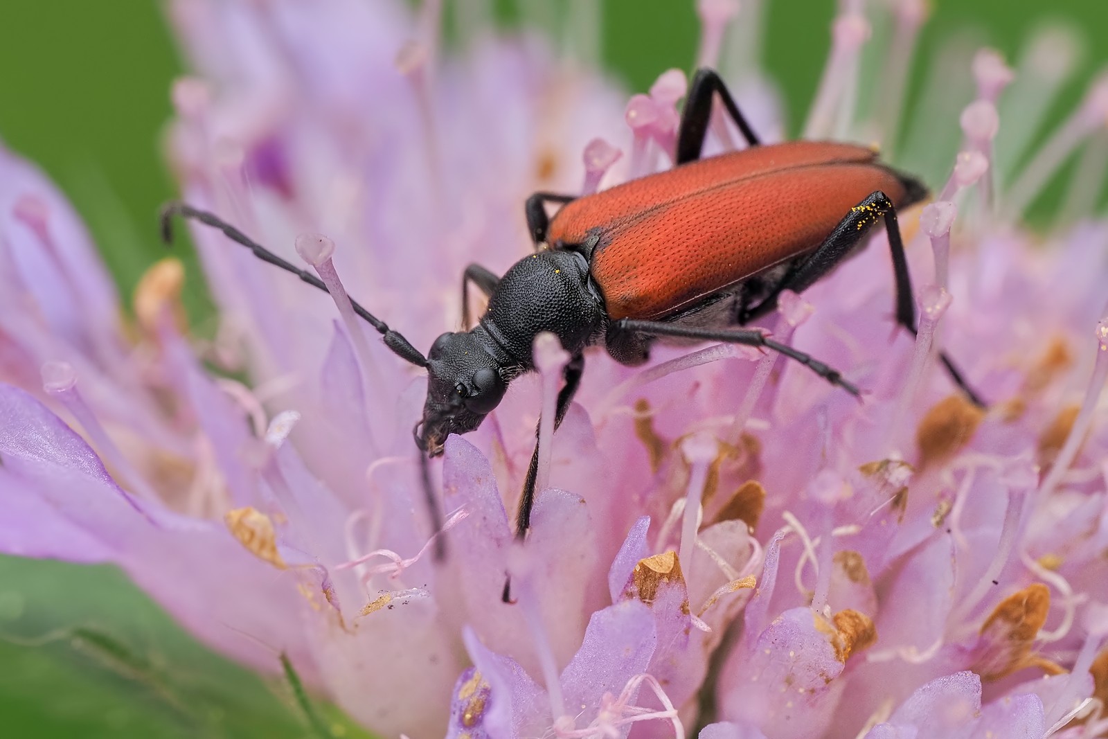 Nazwa:  zmorsznik sosnowy182207mf.jpg
Wyświetleń: 90
Rozmiar:  238,2 KB