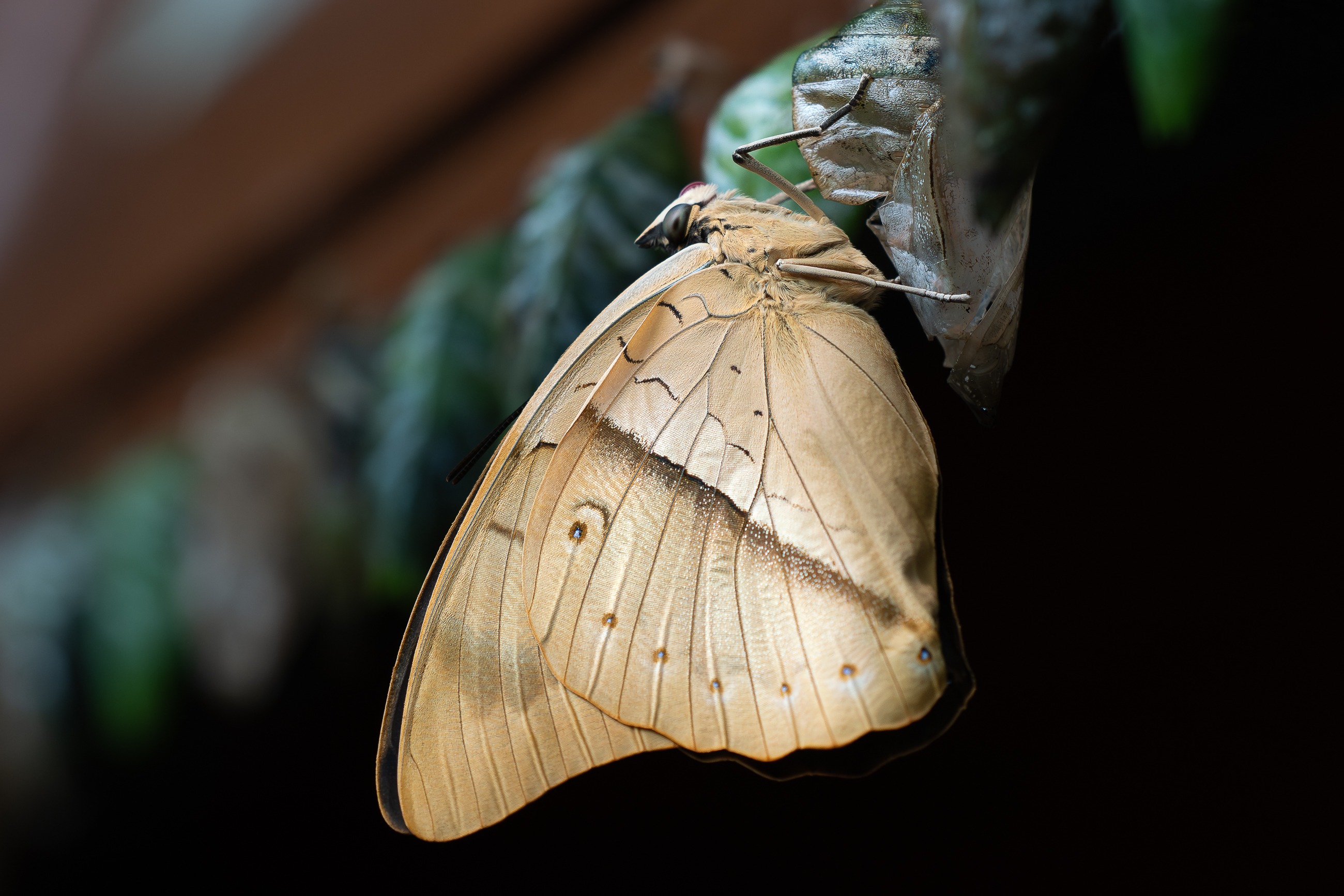 Nazwa:  P1170124.jpg
Wyświetleń: 10
Rozmiar:  2,09 MB