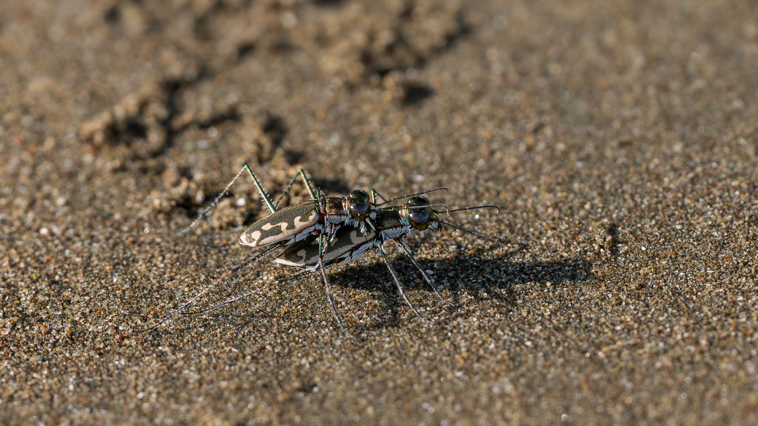 Nazwa:  P1231196.jpg
Wyświetleń: 10
Rozmiar:  2,87 MB