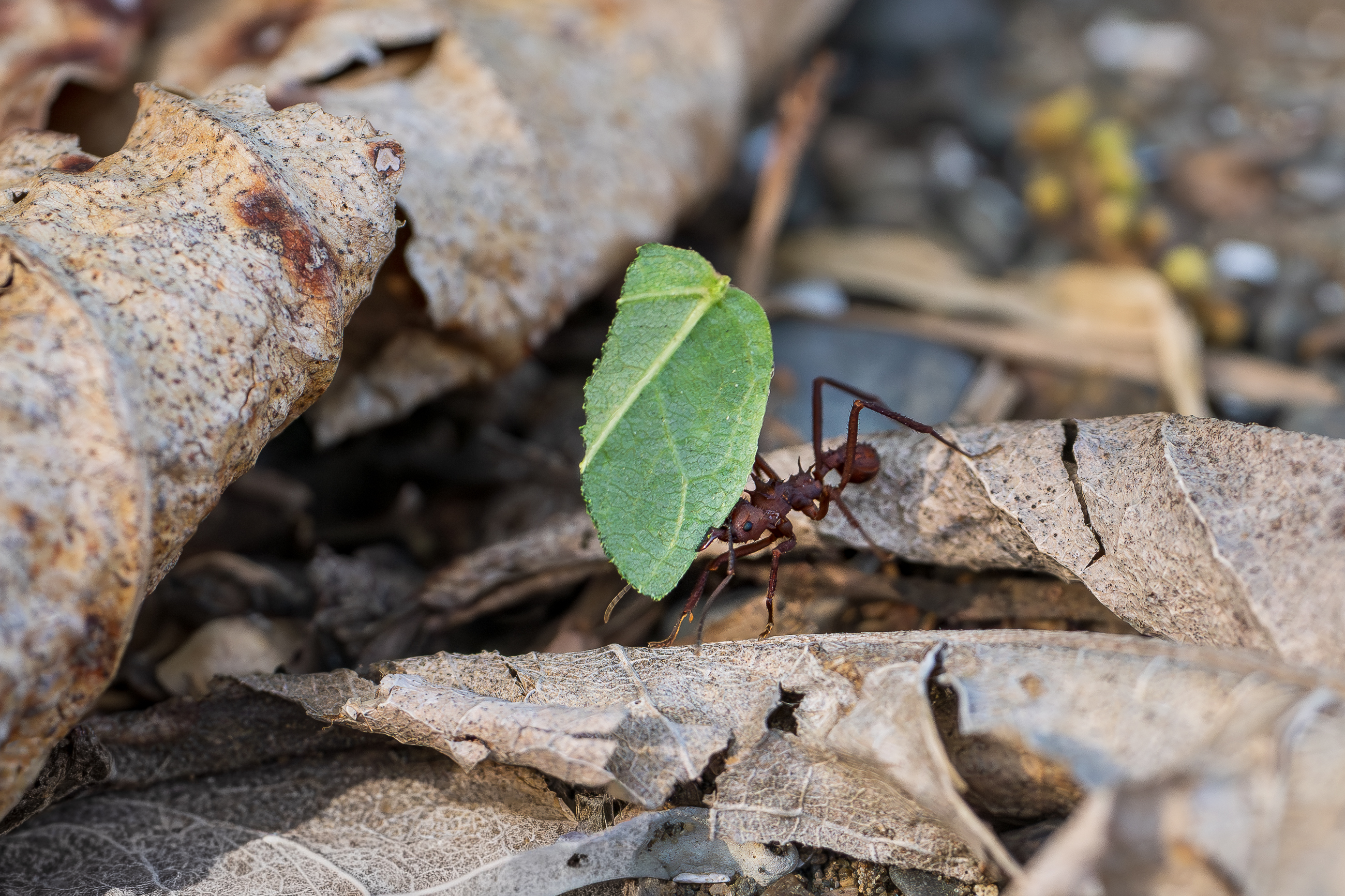 Nazwa:  P1231268-3.jpg
Wyświetleń: 12
Rozmiar:  3,20 MB