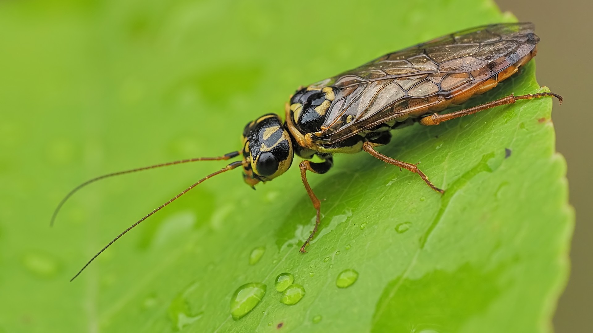 Nazwa:  osnuja gwiaździsta195012mf.jpg
Wyświetleń: 73
Rozmiar:  232,4 KB