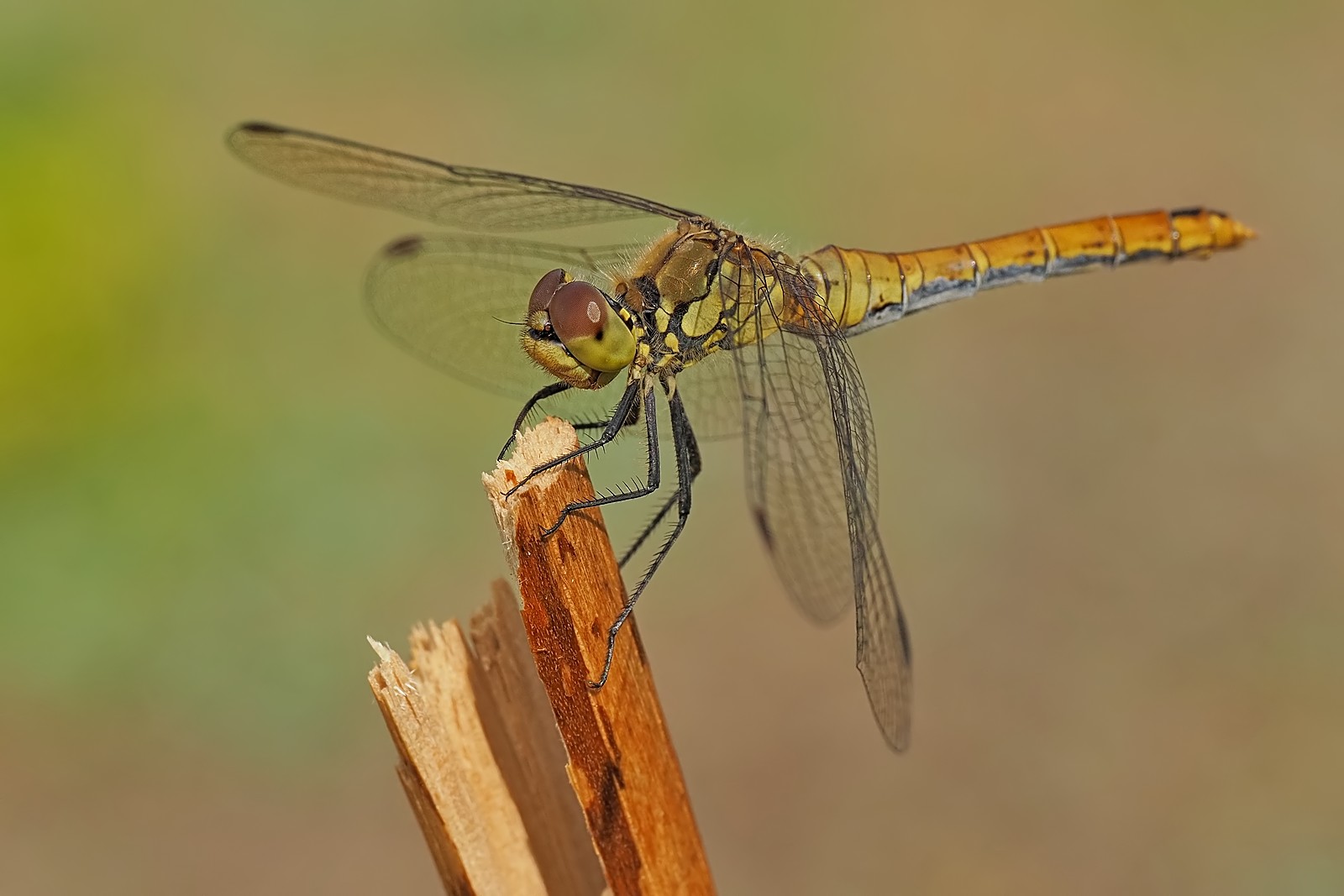 Nazwa:  szablak krwisty205742mf.jpg
Wyświetleń: 65
Rozmiar:  161,0 KB