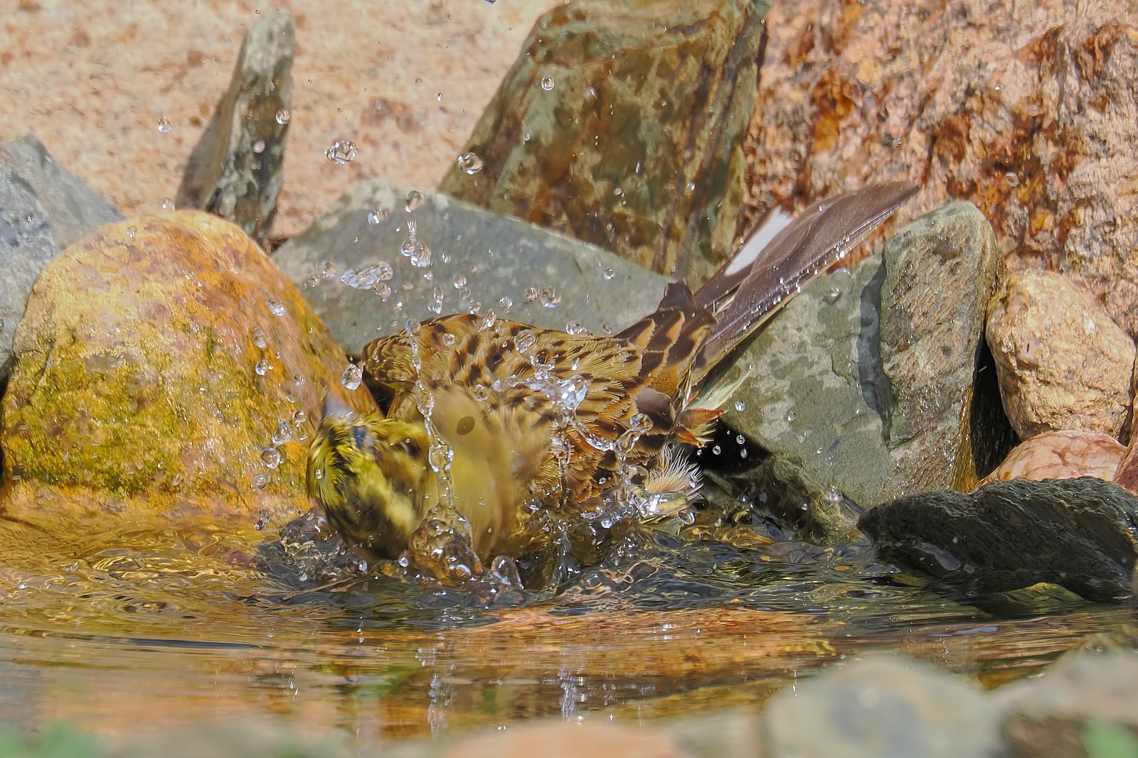 Nazwa:  trznadel061443jf.jpg
Wyświetleń: 94
Rozmiar:  523,4 KB