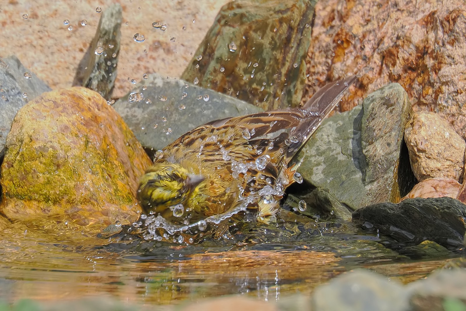 Nazwa:  trznadel061444jf.jpg
Wyświetleń: 95
Rozmiar:  540,9 KB