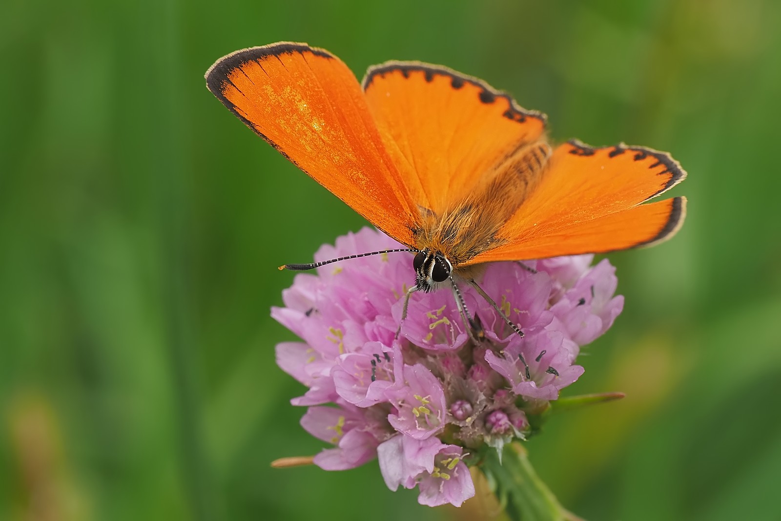 Nazwa:  czerwończyk dukacik182121mf.jpg
Wyświetleń: 57
Rozmiar:  186,2 KB