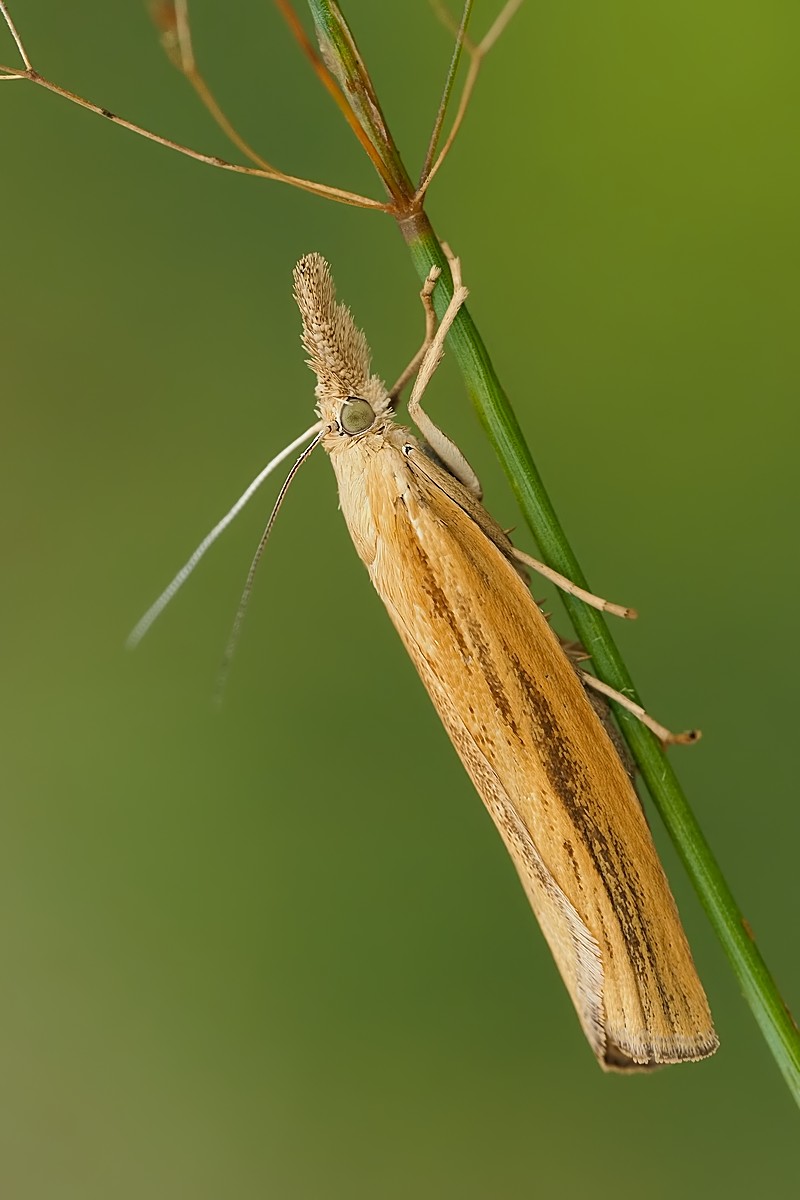 Nazwa:  wachlarzyk212557mf.jpg
Wyświetleń: 37
Rozmiar:  106,5 KB