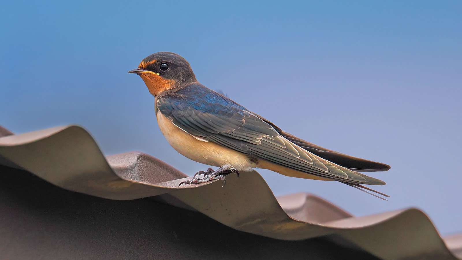 Nazwa:  dymówka256416jf.jpg
Wyświetleń: 50
Rozmiar:  156,6 KB