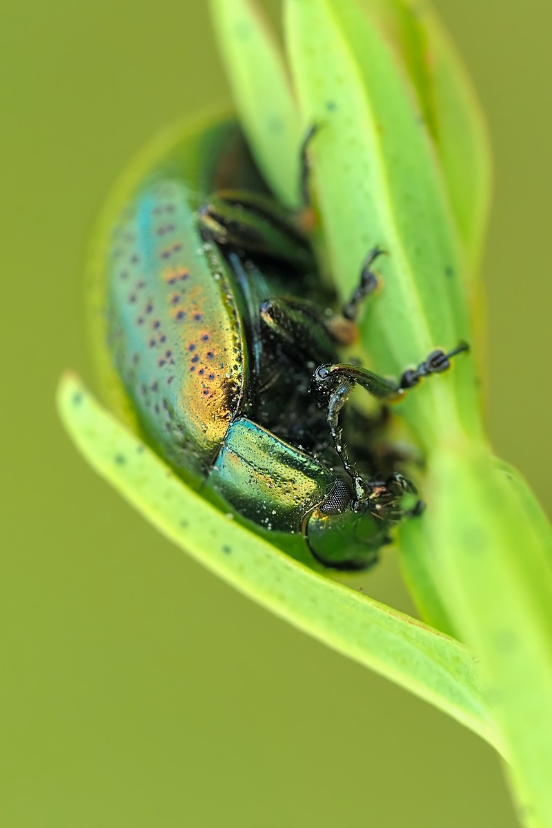 Nazwa:  złotka malachitówka064455mf.jpg
Wyświetleń: 62
Rozmiar:  99,9 KB