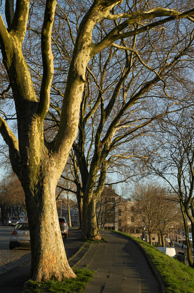 Nazwa:  _SDI0037.jpg
Wyświetleń: 72
Rozmiar:  1,02 MB