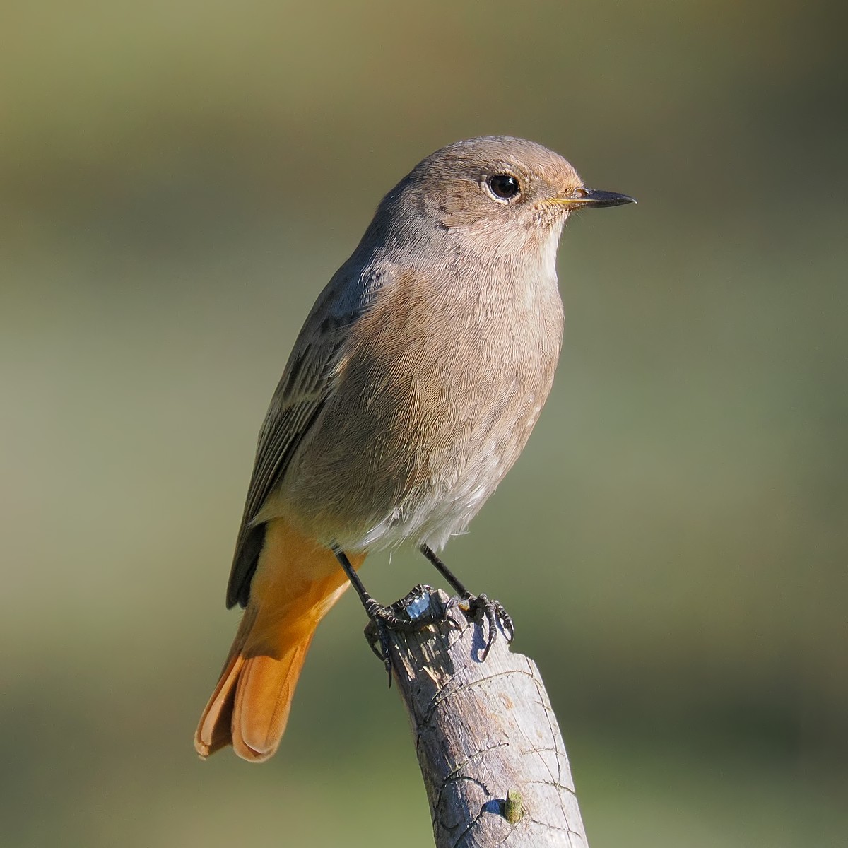 Nazwa:  kopciuszek346584jf.jpg
Wyświetleń: 46
Rozmiar:  195,0 KB