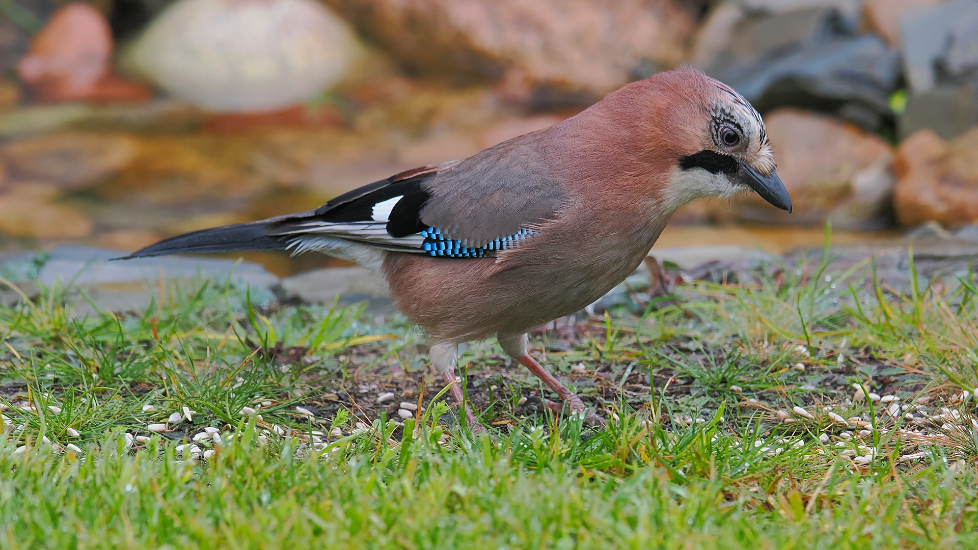 Nazwa:  sójka356724jf.jpg
Wyświetleń: 30
Rozmiar:  489,1 KB