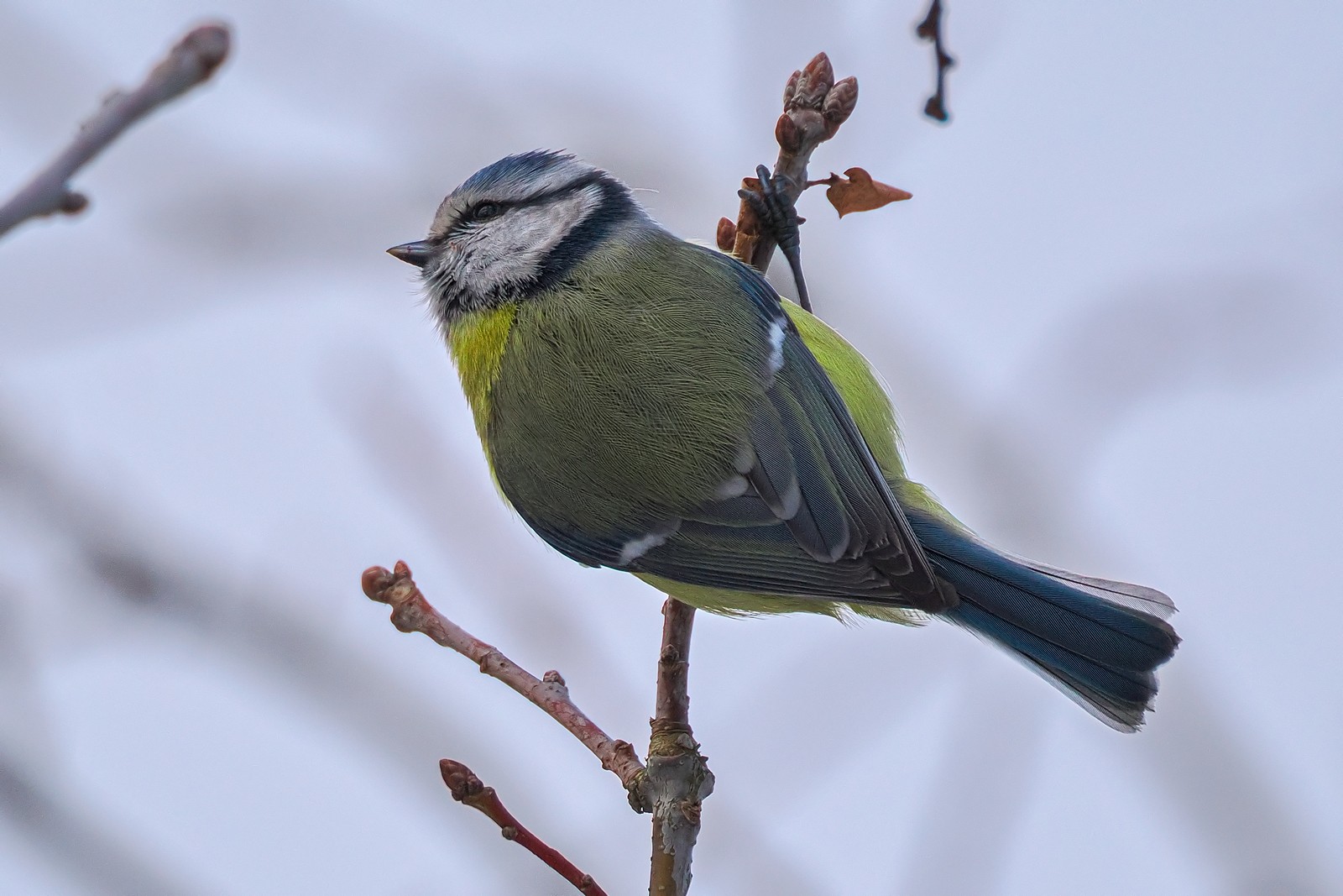 Nazwa:  modraszka177467jf.jpg
Wyświetleń: 111
Rozmiar:  251,1 KB