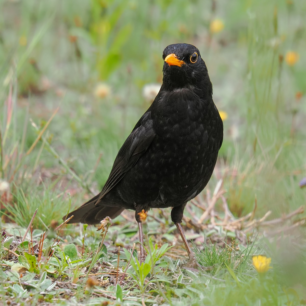 Nazwa:  kos249637jf.jpg
Wyświetleń: 98
Rozmiar:  255,7 KB