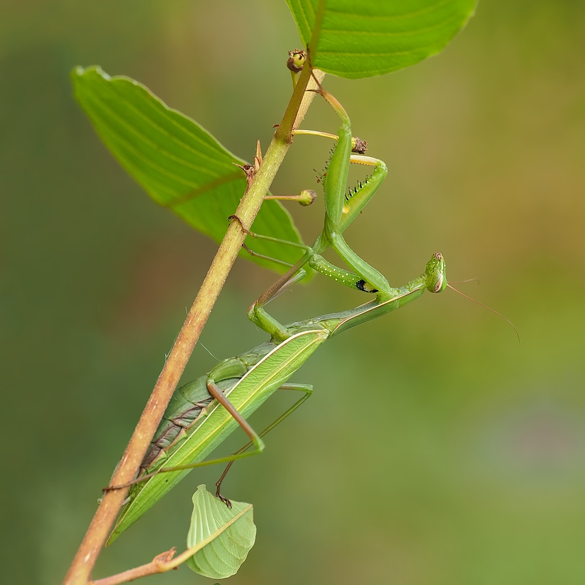 Nazwa:  modliszka136483mf.jpg
Wyświetleń: 35
Rozmiar:  141,6 KB