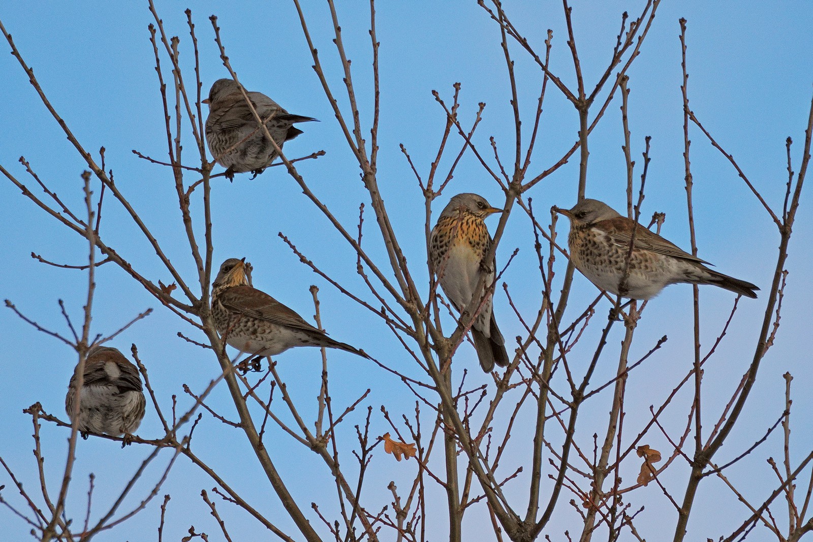 Nazwa:  kwiczoły176159j.jpg
Wyświetleń: 92
Rozmiar:  519,2 KB