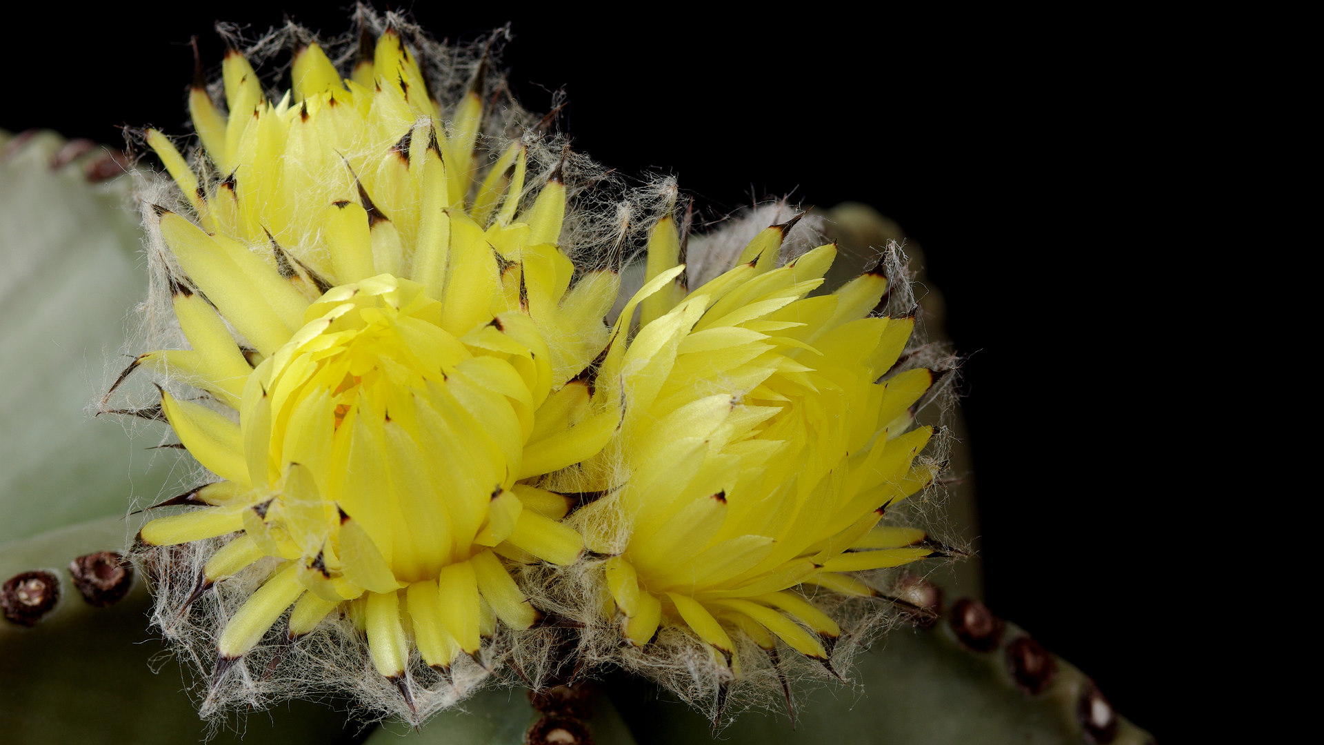 Nazwa:  Astrophytum04391k.JPG
Wyświetleń: 91
Rozmiar:  368,6 KB