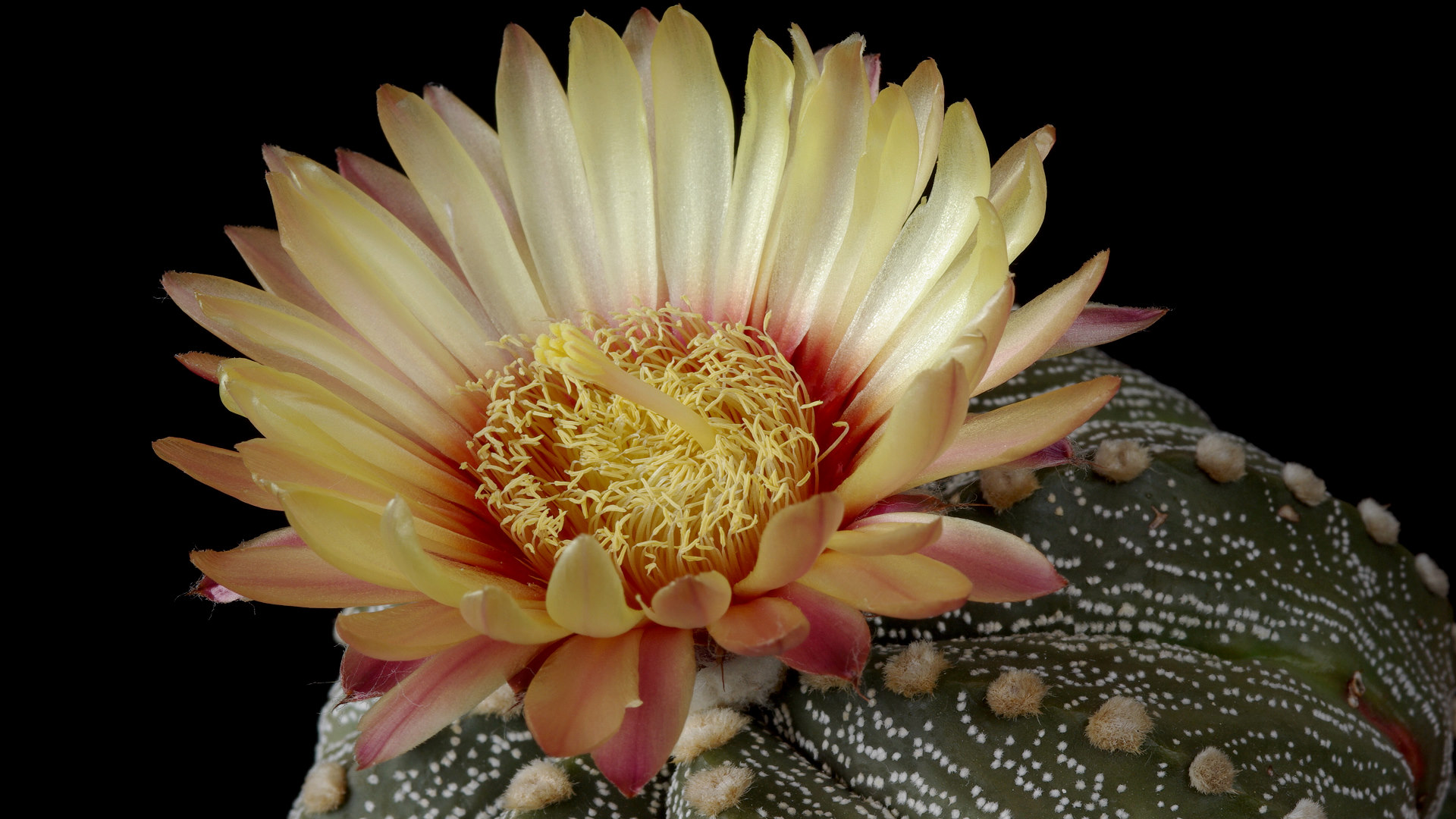 Nazwa:  Astrophytum04430k.JPG
Wyświetleń: 95
Rozmiar:  377,2 KB
