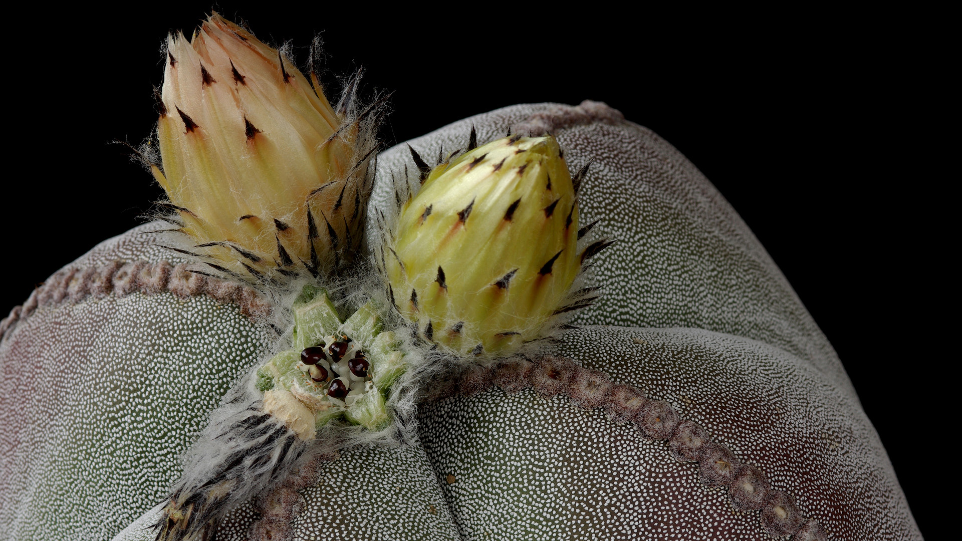 Nazwa:  Astrophytum05913k.JPG
Wyświetleń: 99
Rozmiar:  631,1 KB