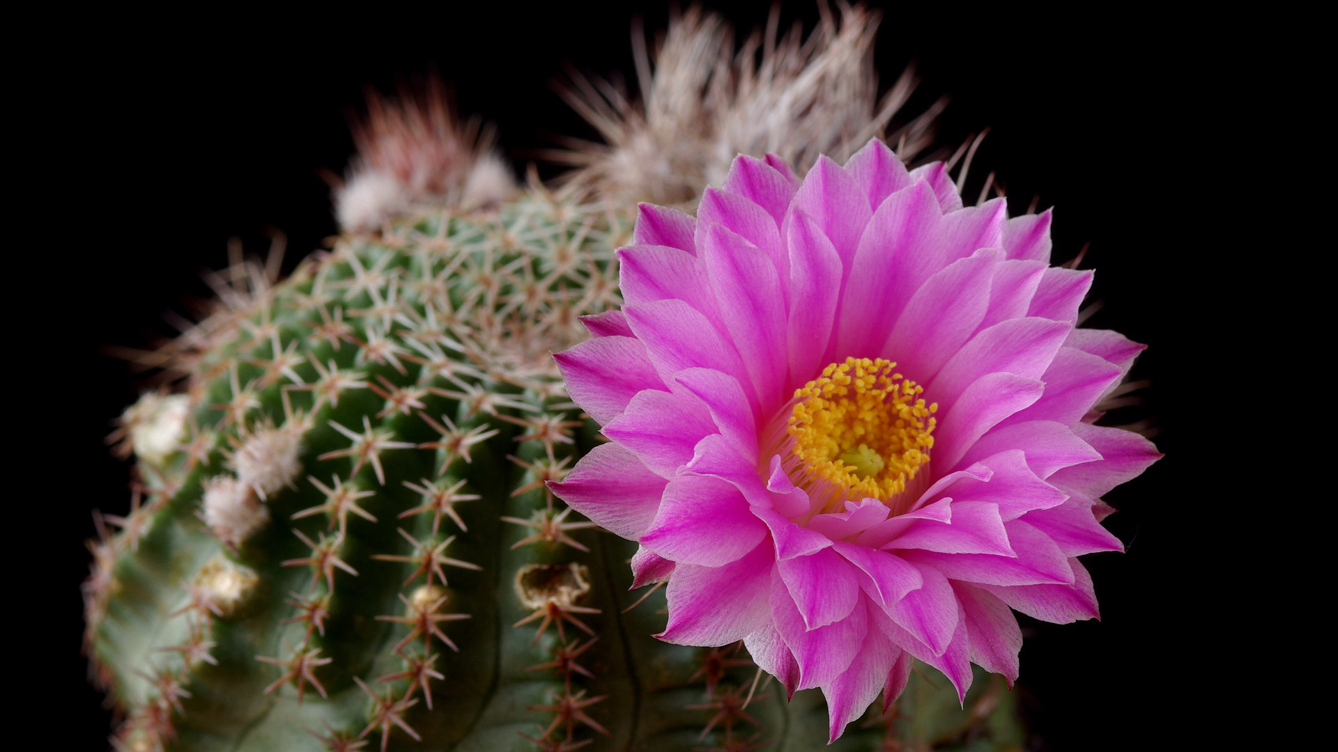 Nazwa:  Echinocereus04335k.JPG
Wyświetleń: 86
Rozmiar:  320,7 KB