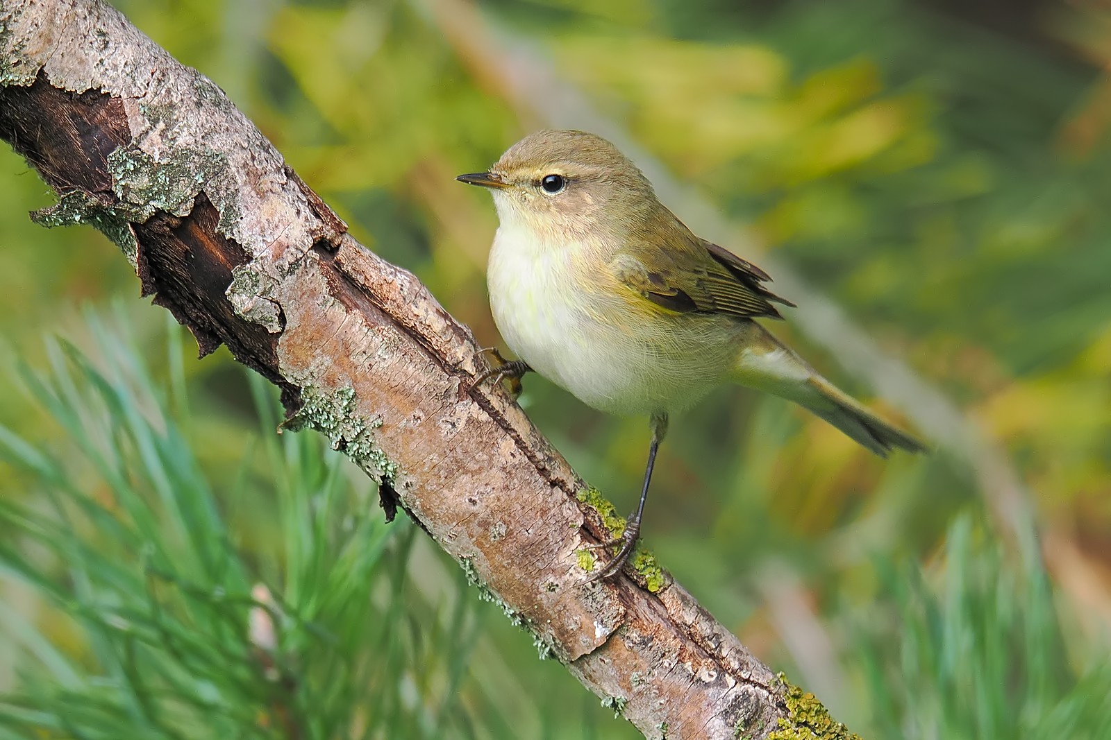 Nazwa:  pierwiosnek343671jf.jpg
Wyświetleń: 75
Rozmiar:  358,3 KB