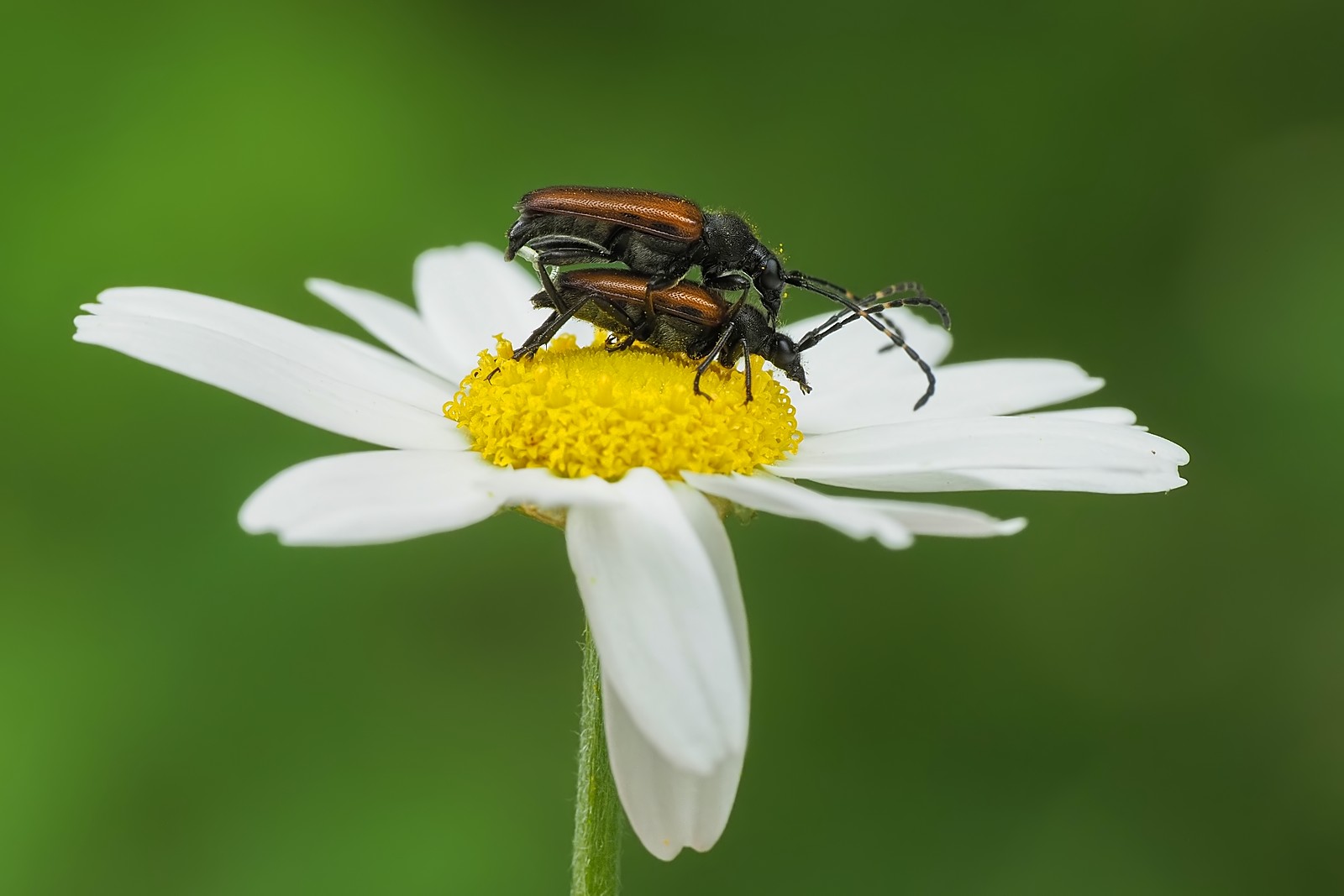 Nazwa:  zmorszniki paskoczułkie071648mf.jpg
Wyświetleń: 26
Rozmiar:  128,4 KB