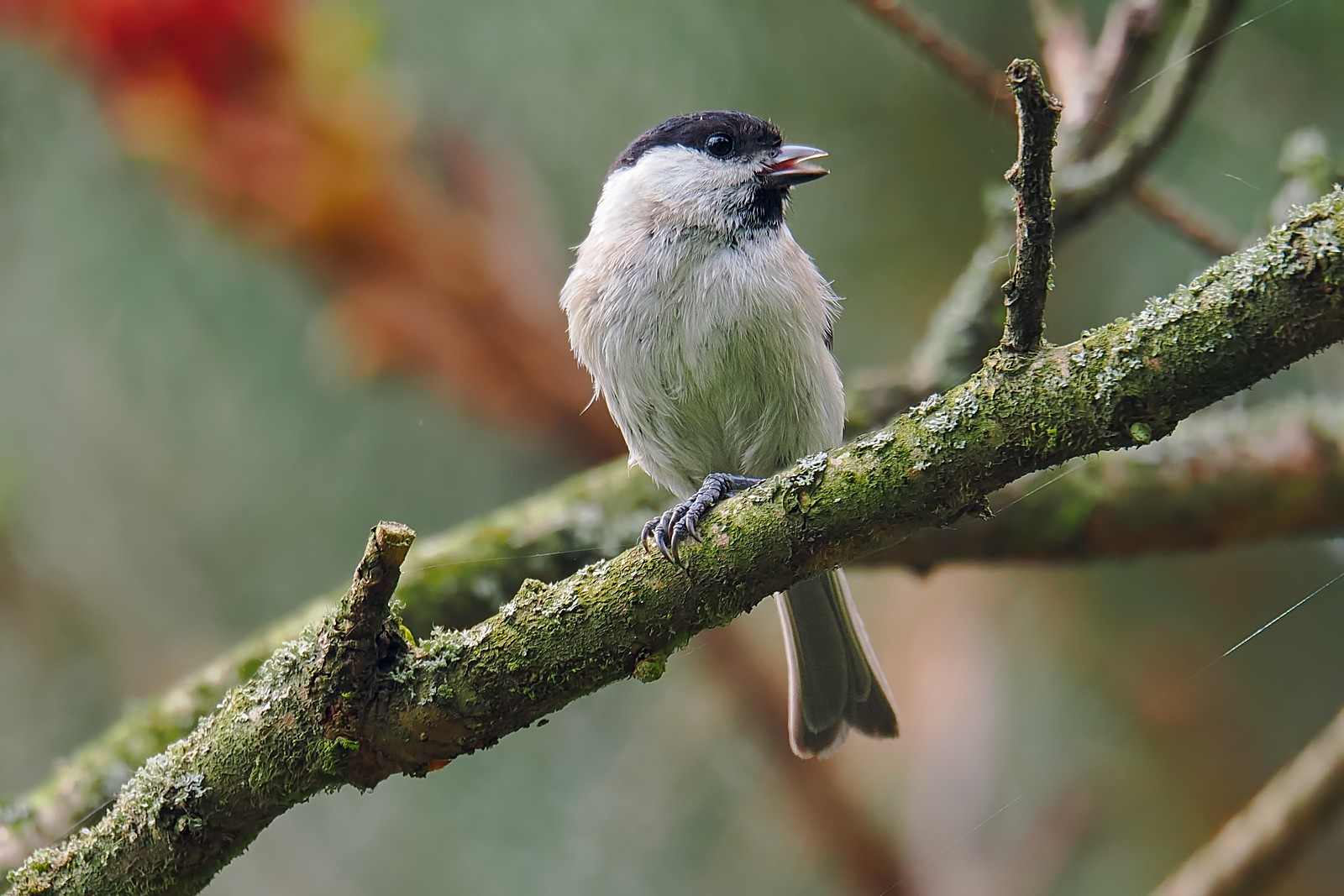 Nazwa:  sikora uboga202358jf.jpg
Wyświetleń: 49
Rozmiar:  277,2 KB
