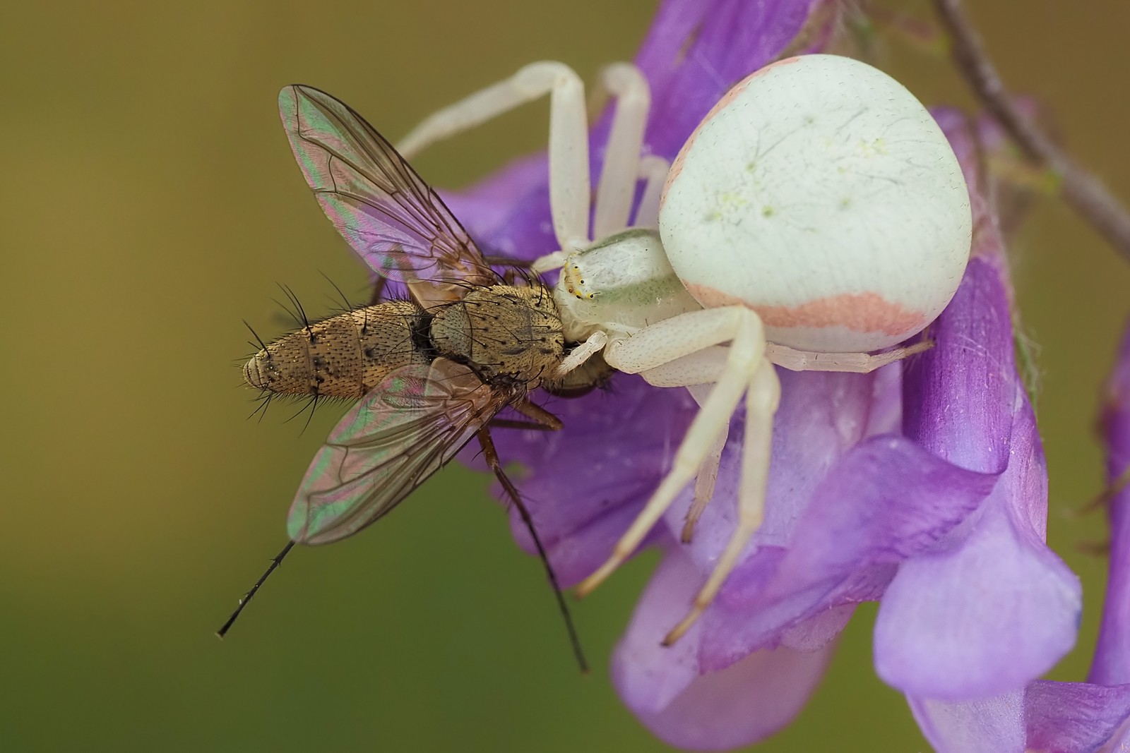 Nazwa:  kwietnik206025mf.jpg
Wyświetleń: 81
Rozmiar:  210,1 KB