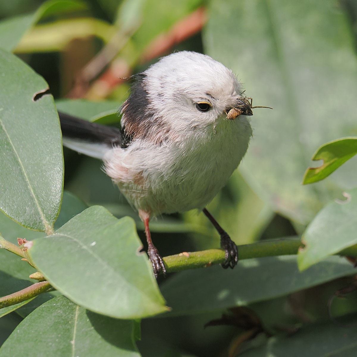 Nazwa:  raniuszek201316jf.jpg
Wyświetleń: 41
Rozmiar:  199,5 KB