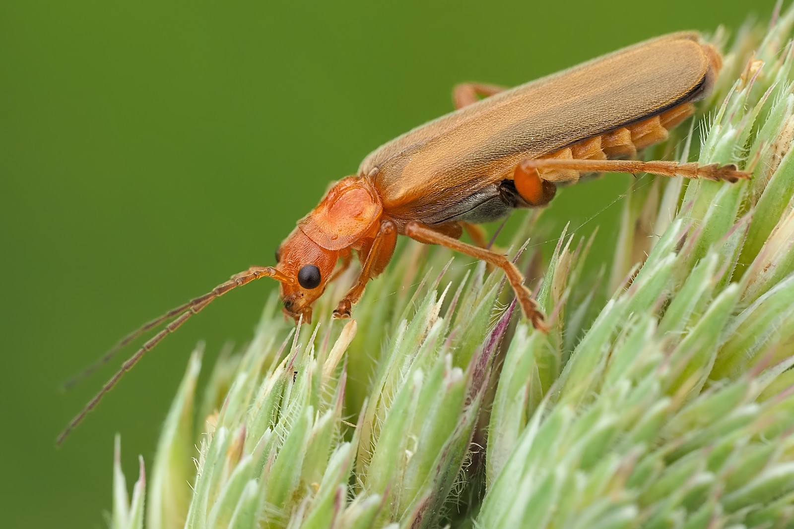 Nazwa:  omomiłek żółtonogi176690mf.jpg
Wyświetleń: 79
Rozmiar:  262,2 KB