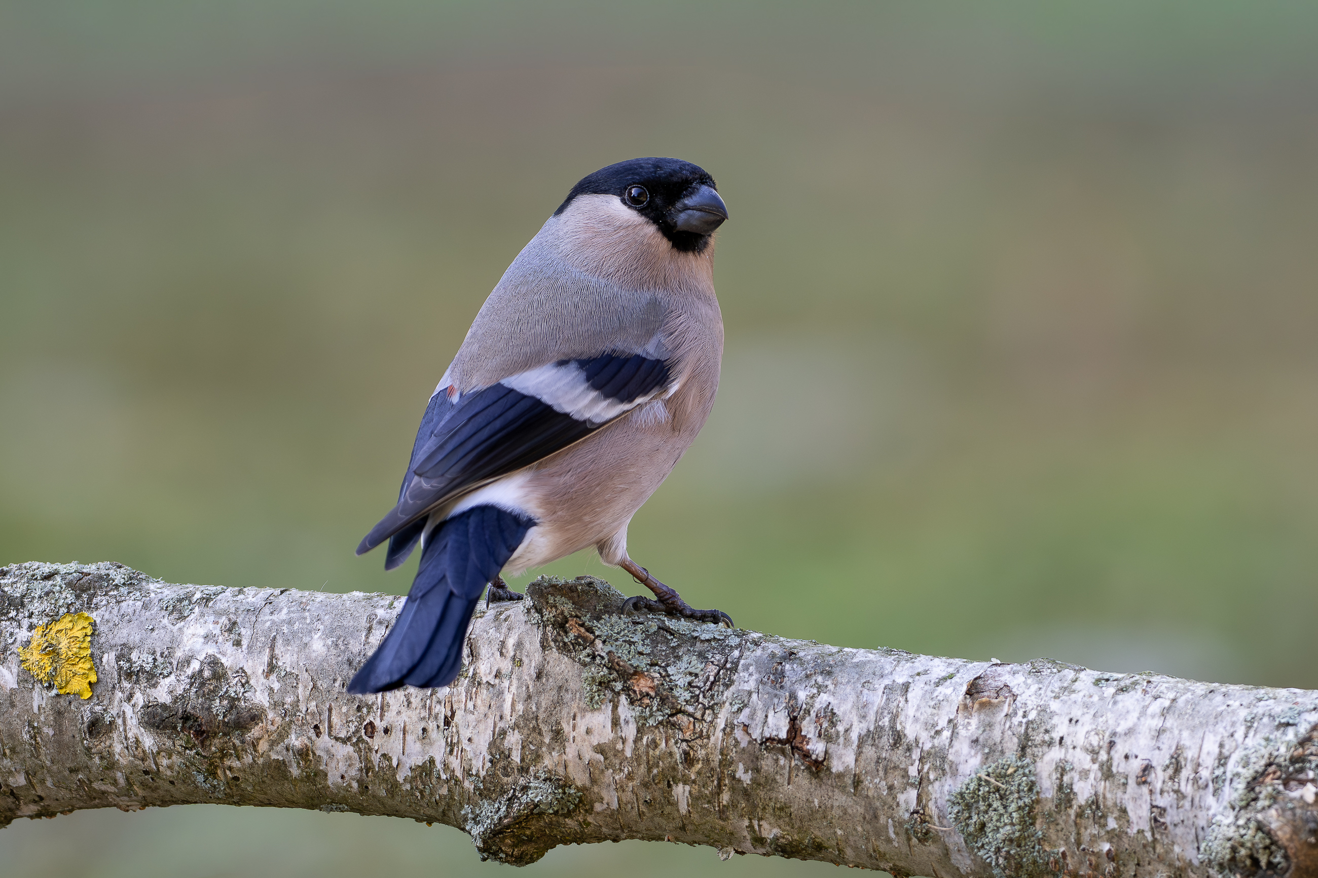 Nazwa:  P3050010.jpg
Wyświetleń: 53
Rozmiar:  2,67 MB