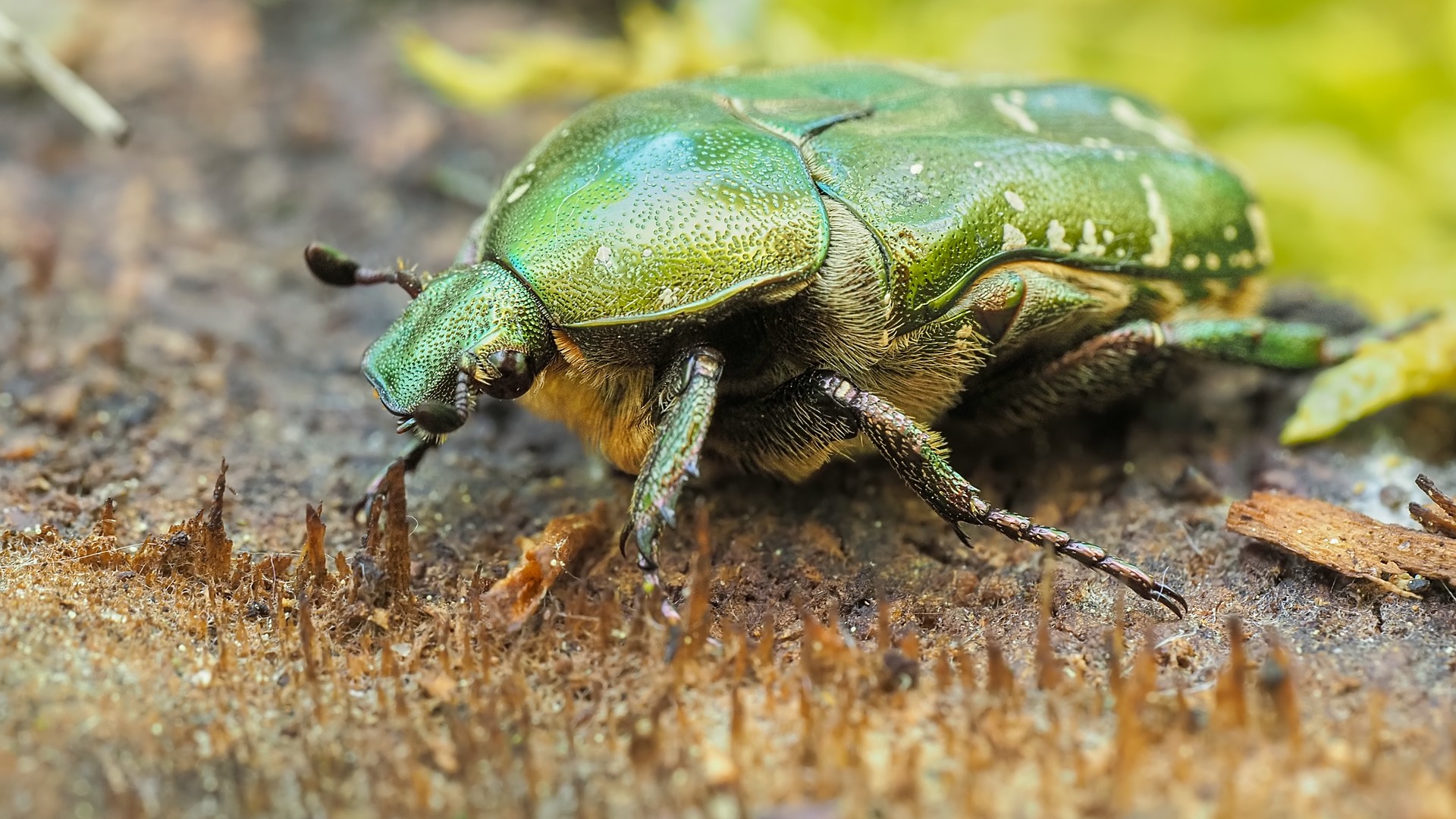 Nazwa:  kwietnica164427mf.jpg
Wyświetleń: 79
Rozmiar:  474,6 KB