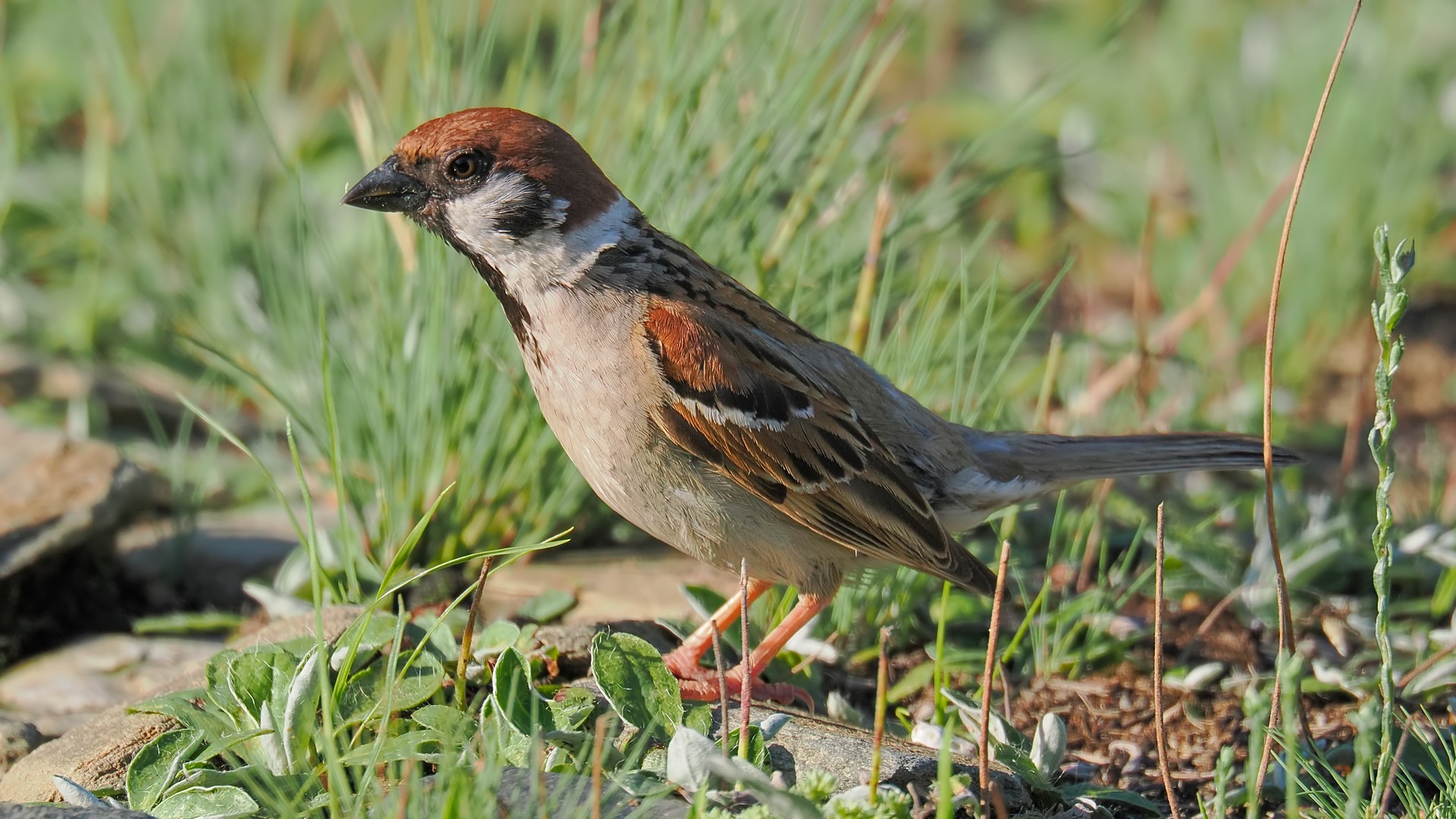 Nazwa:  mazurek278862jf.jpg
Wyświetleń: 41
Rozmiar:  430,0 KB