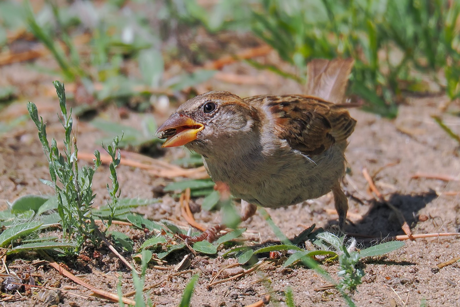 Nazwa:  wróbel284264jf.jpg
Wyświetleń: 29
Rozmiar:  446,4 KB