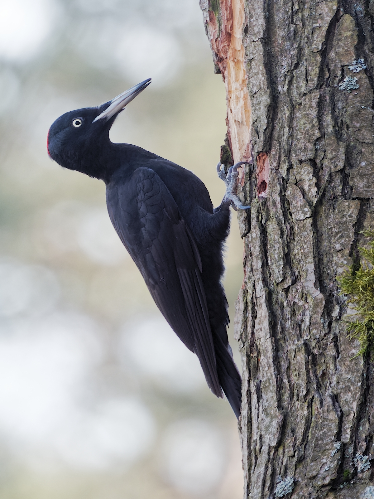 Nazwa:  dzięcioł czarny, samiec.jpg
Wyświetleń: 14
Rozmiar:  1,22 MB