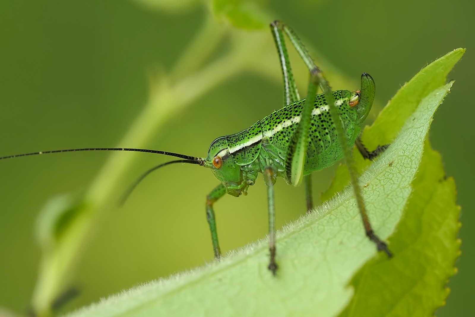 Nazwa:  opaślik sosnowy175610mf.jpg
Wyświetleń: 56
Rozmiar:  168,8 KB