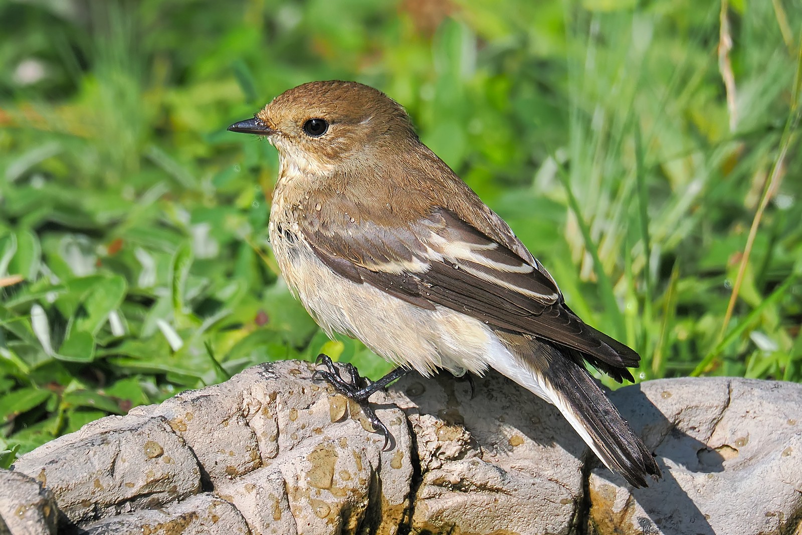 Nazwa:  muchołówka żałobna330039jf.jpg
Wyświetleń: 4
Rozmiar:  501,7 KB