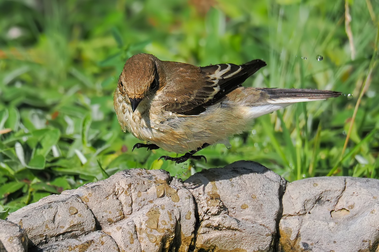 Nazwa:  muchołówka żałobna330041jf.jpg
Wyświetleń: 4
Rozmiar:  446,9 KB
