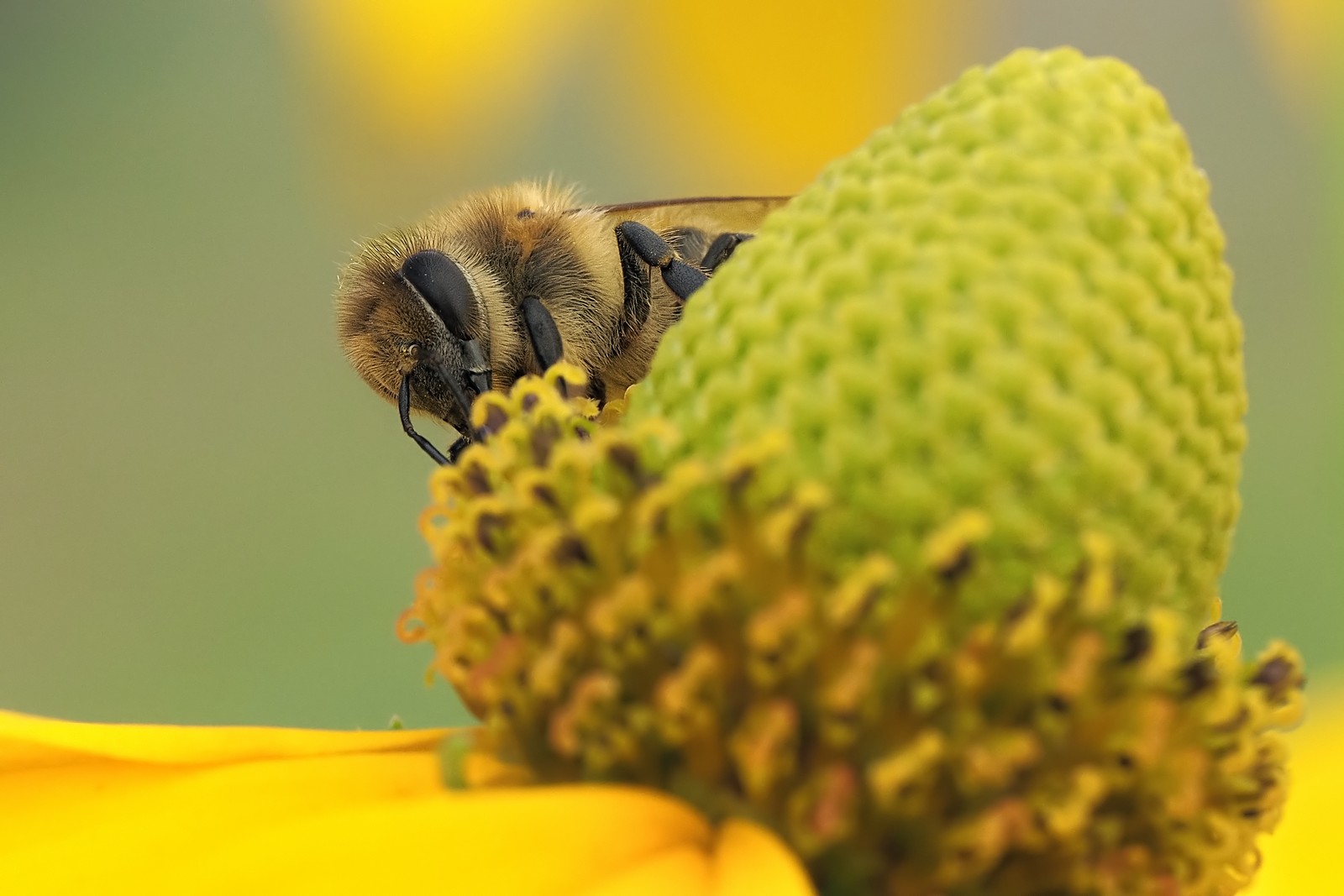 Nazwa:  pszczoła109585mf.jpg
Wyświetleń: 43
Rozmiar:  184,9 KB