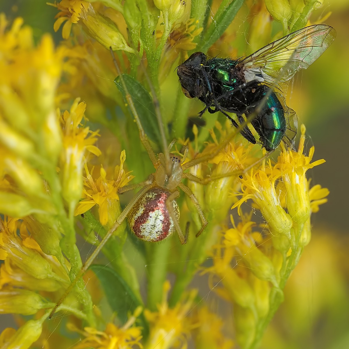 Nazwa:  zawijak105376mf.jpg
Wyświetleń: 30
Rozmiar:  274,8 KB