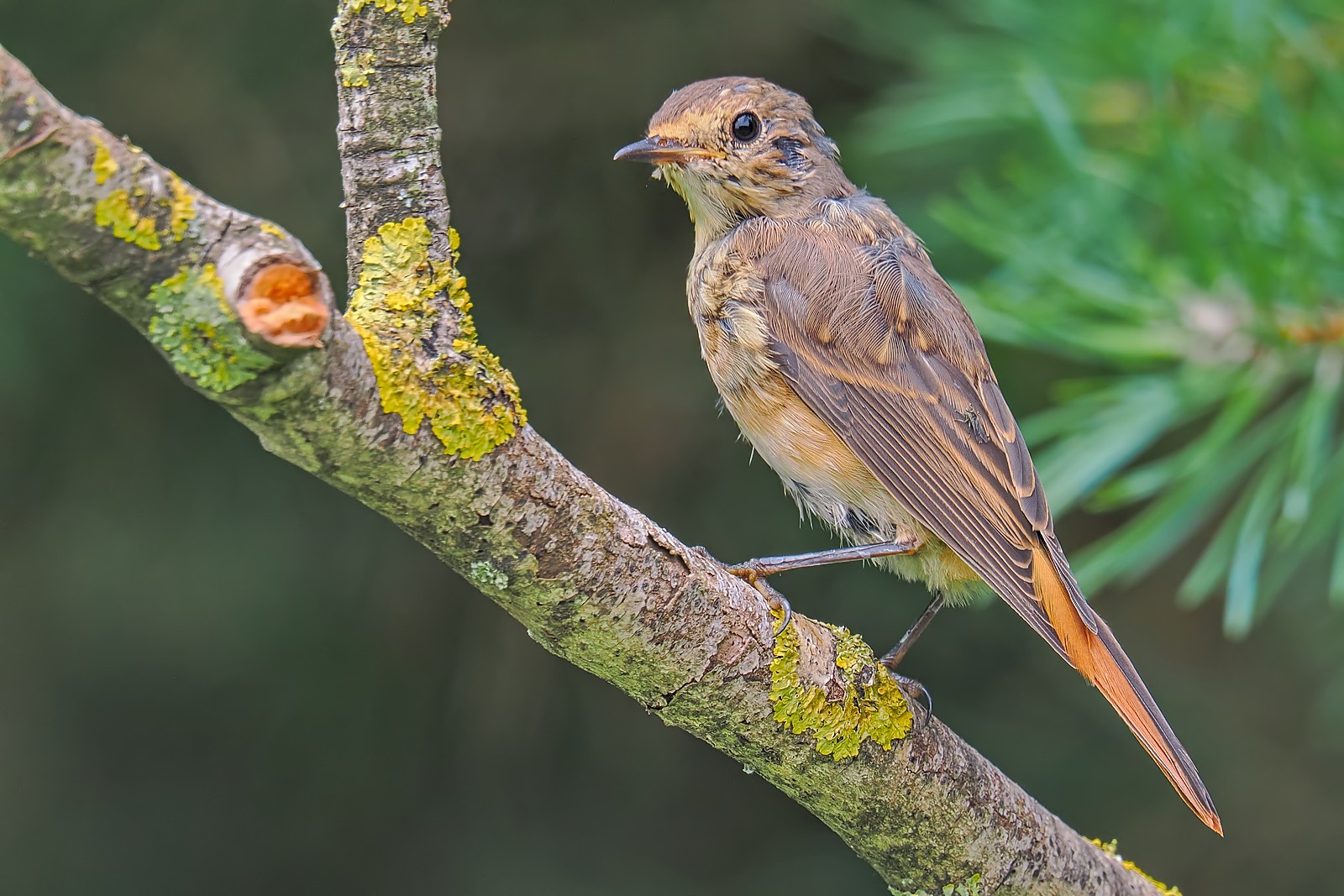 Nazwa:  pleszka303036jf.jpg
Wyświetleń: 89
Rozmiar:  347,2 KB