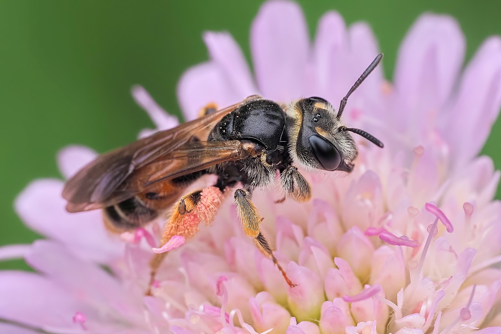 Nazwa:  pszczolinka świerzbnicówka178504mf.jpg
Wyświetleń: 79
Rozmiar:  222,0 KB