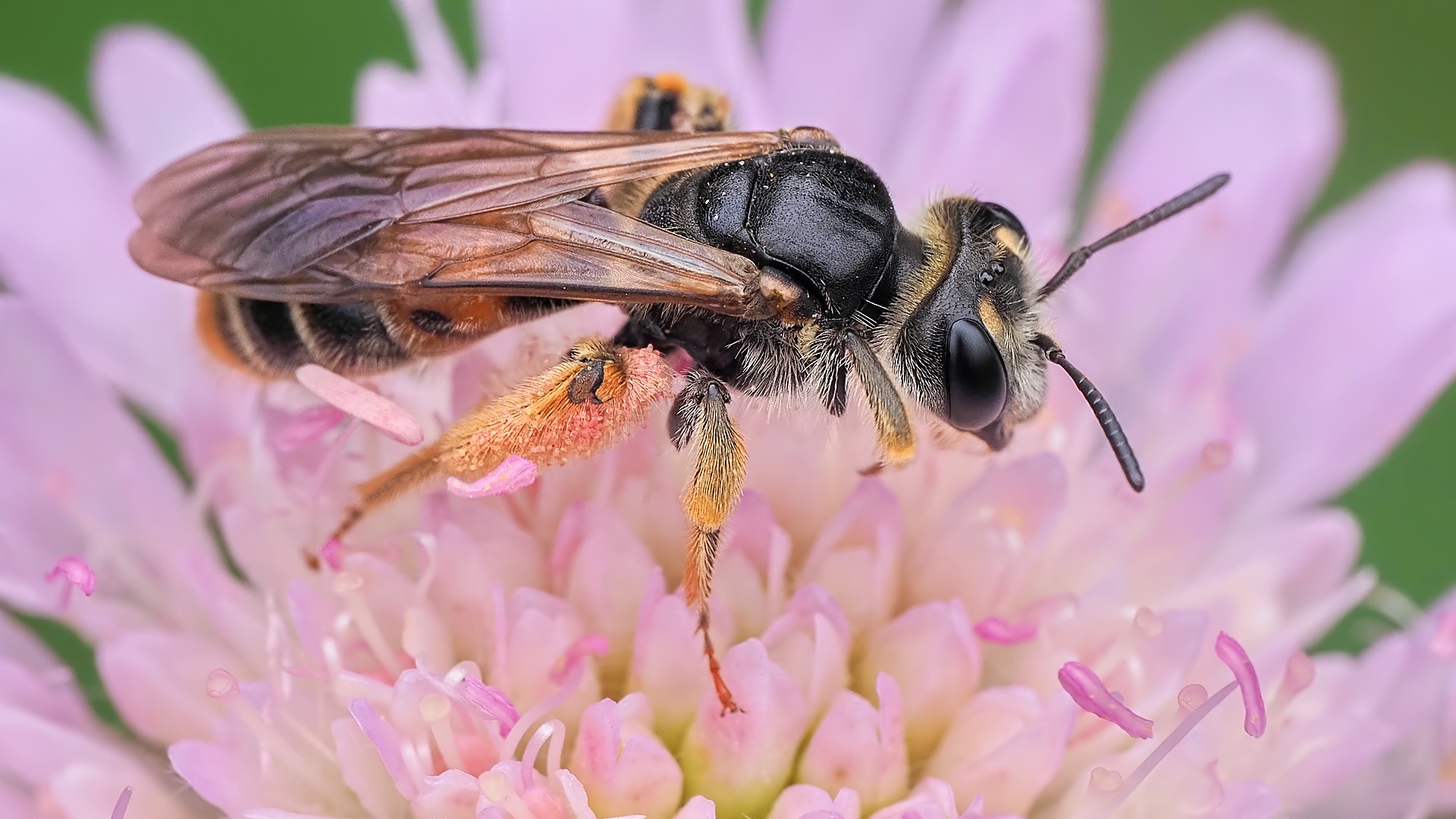 Nazwa:  pszczolinka świerzbnicówka178510mf.jpg
Wyświetleń: 80
Rozmiar:  317,0 KB