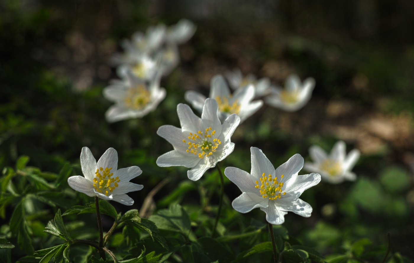 Nazwa:  _SDI1370-2.jpg
Wyświetleń: 70
Rozmiar:  637,6 KB