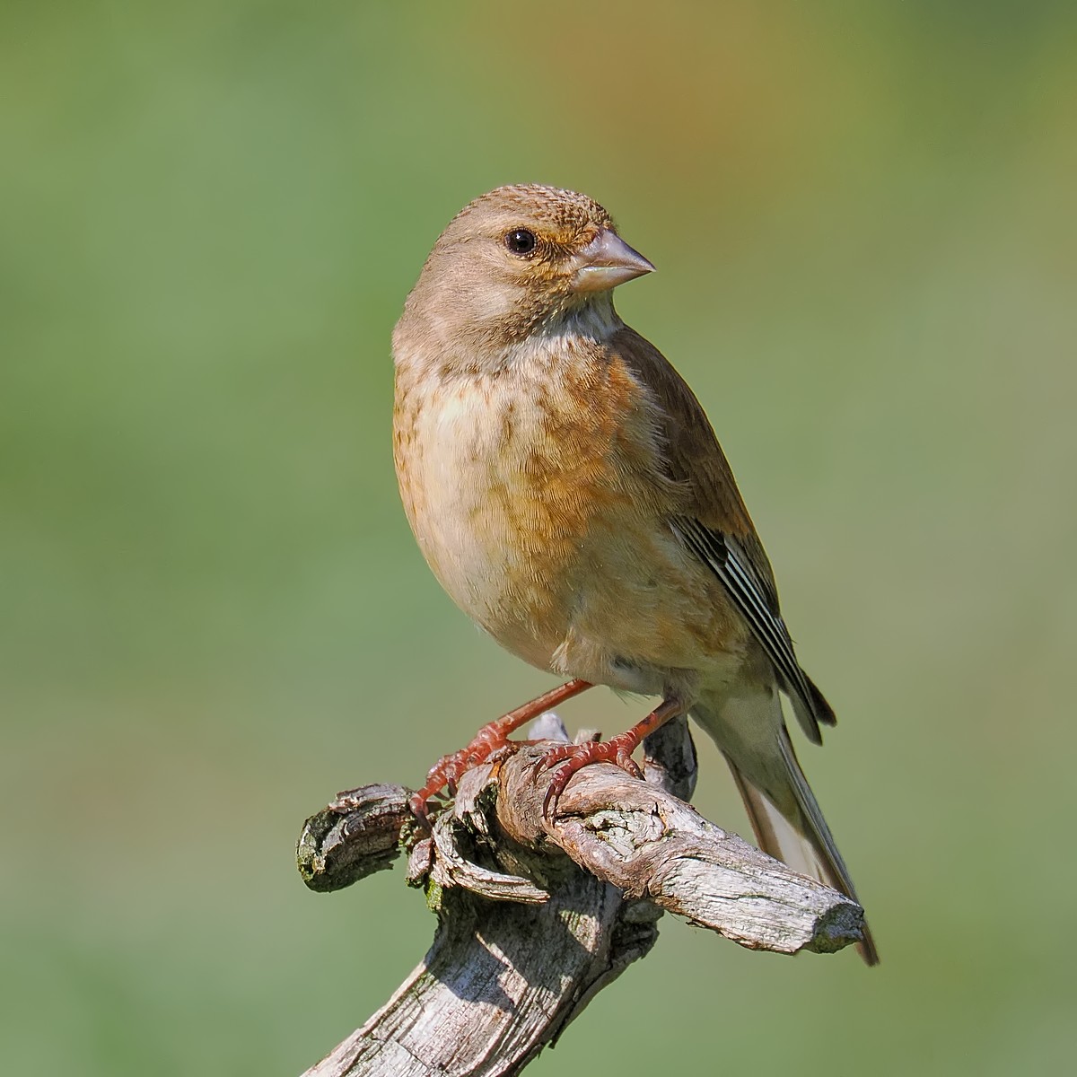 Nazwa:  makolągwa293586jf.jpg
Wyświetleń: 63
Rozmiar:  186,8 KB