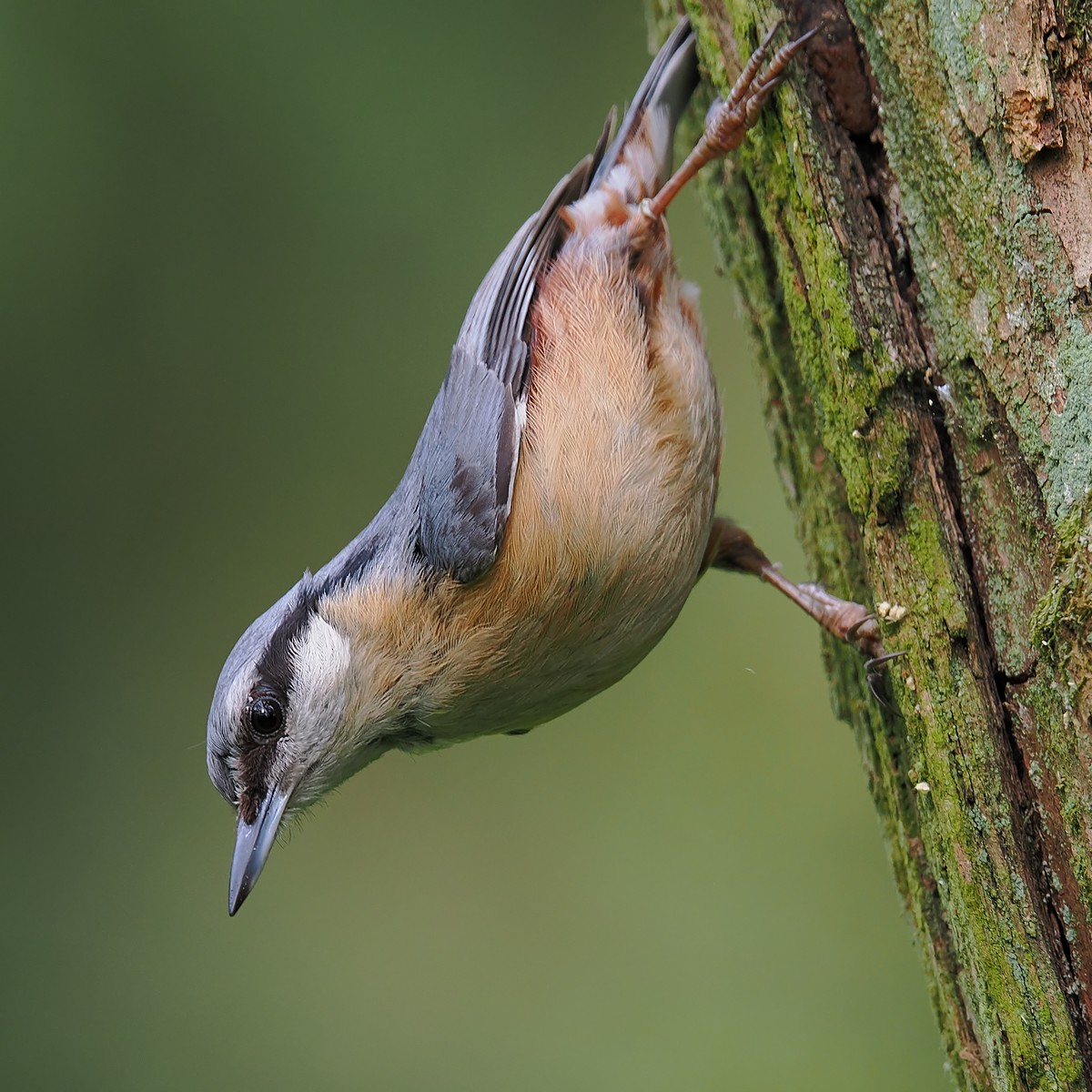 Nazwa:  kowalik202012jf.jpg
Wyświetleń: 55
Rozmiar:  296,5 KB