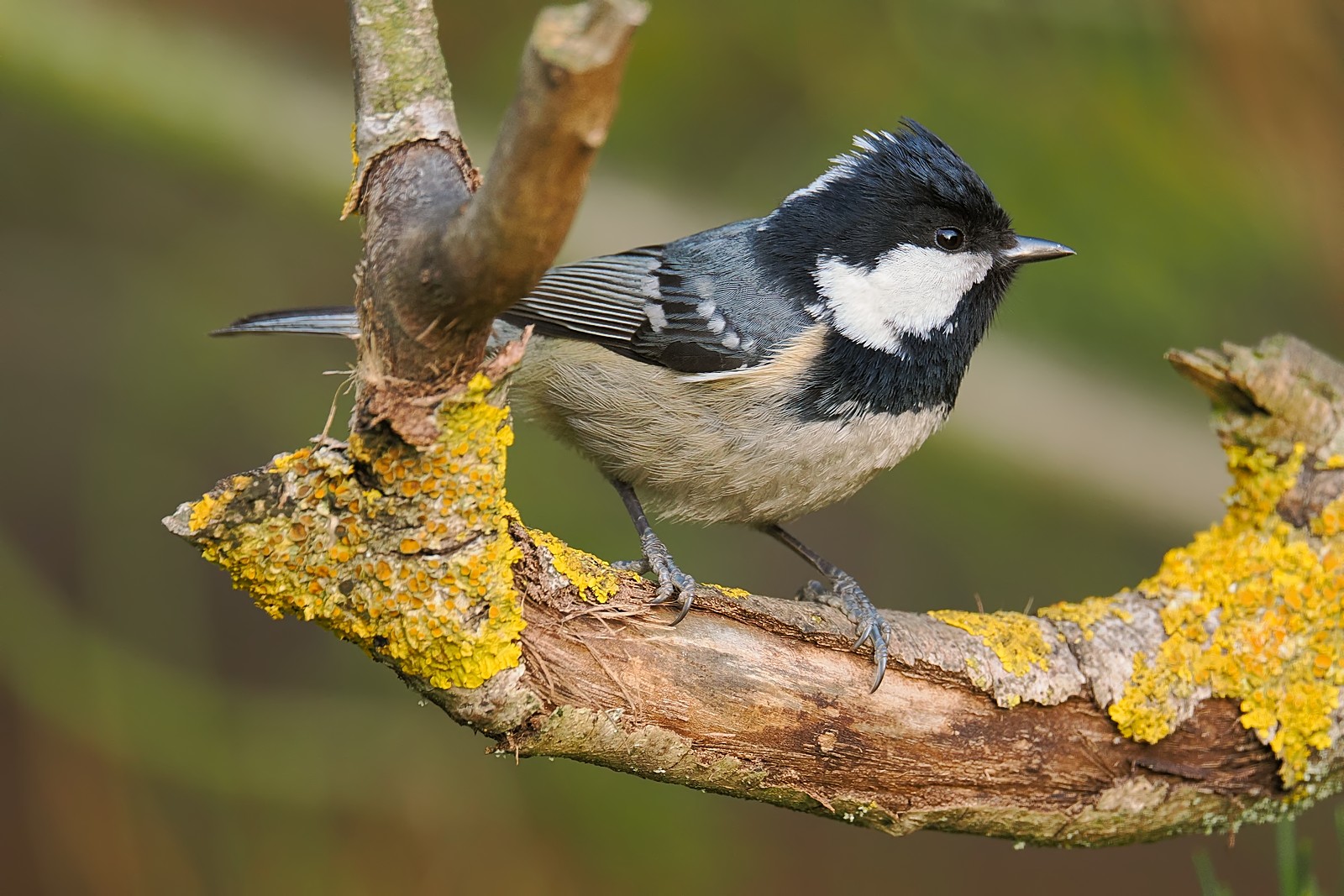 Nazwa:  sosnówka371305jf.jpg
Wyświetleń: 45
Rozmiar:  348,6 KB