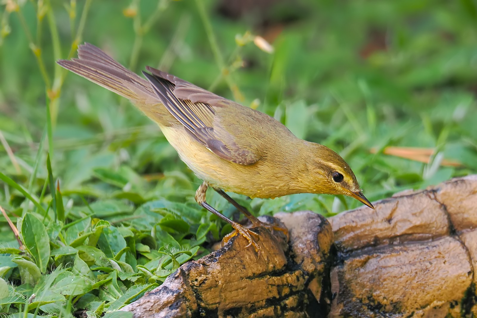 Nazwa:  piecuszek334291jf.jpg
Wyświetleń: 109
Rozmiar:  333,8 KB