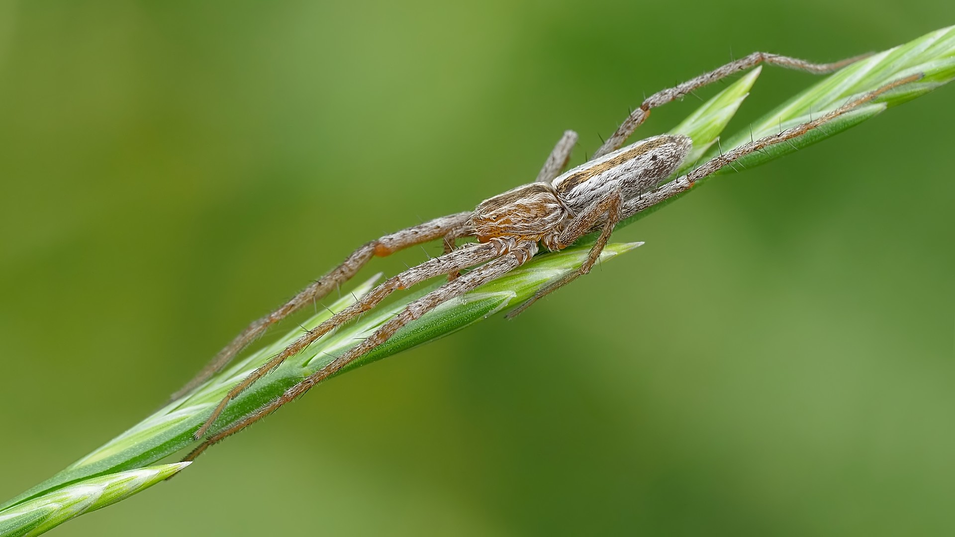 Nazwa:  podłużnik długonogi176626mf.jpg
Wyświetleń: 45
Rozmiar:  204,9 KB