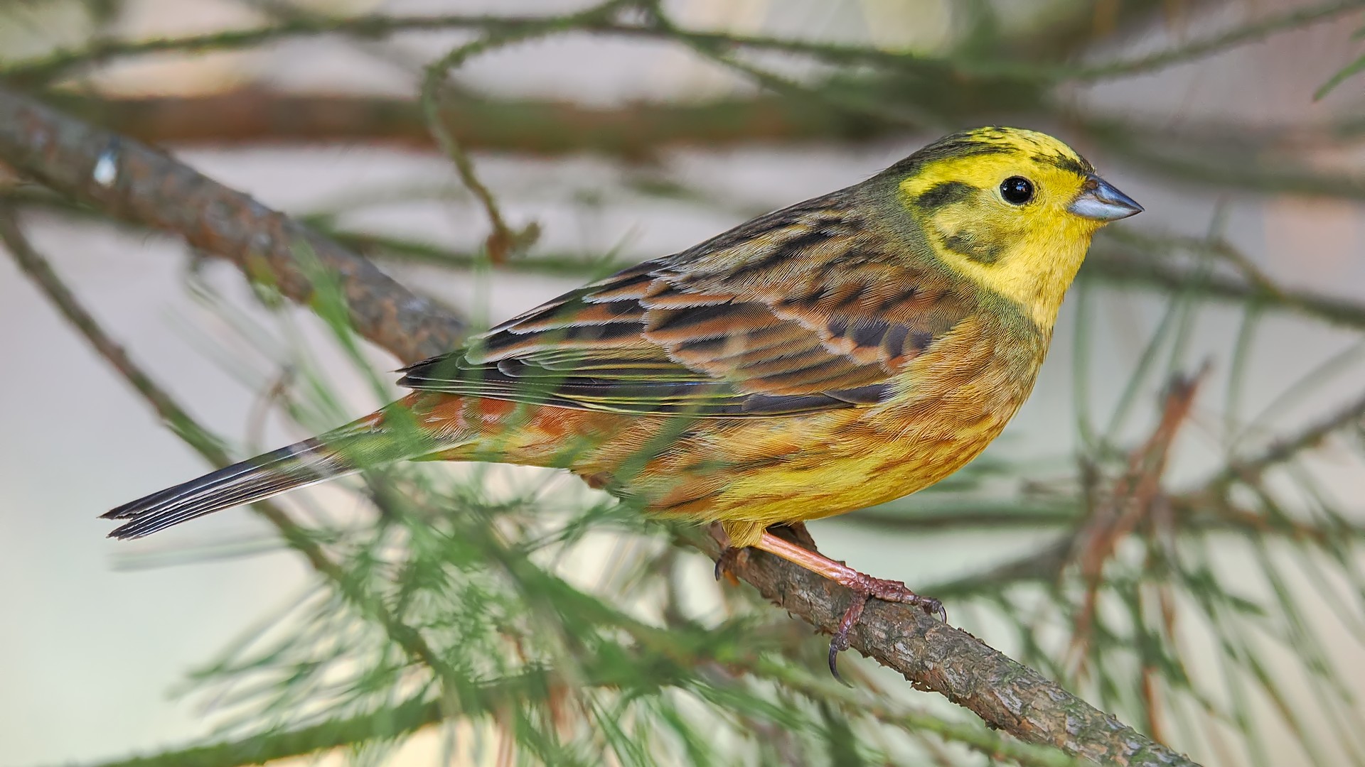 Nazwa:  trznadel378986jf.jpg
Wyświetleń: 90
Rozmiar:  380,1 KB